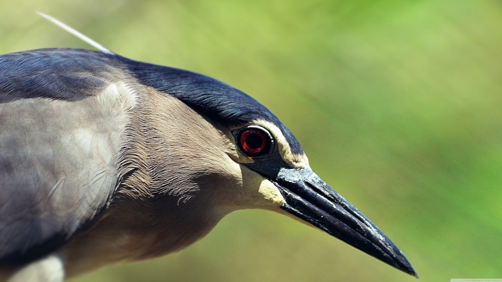 Обои птица, клюв, перья, цапля, крупным планом, кваква, bird, beak, feathers, heron, closeup разрешение 3840x2160 Загрузить