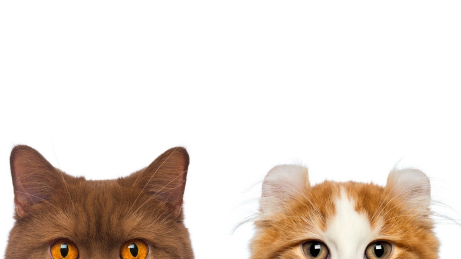 Обои мордочка, усы, взгляд, коты, белый фон, кошки, muzzle, mustache, look, cats, white background разрешение 2000x1440 Загрузить