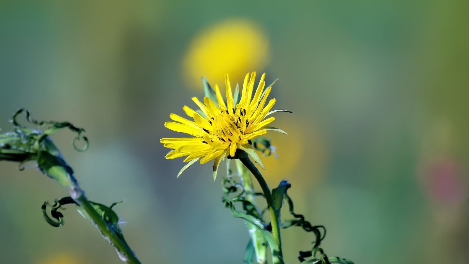 Обои цветок, лето, лепестки, flower, summer, petals разрешение 5184x3456 Загрузить