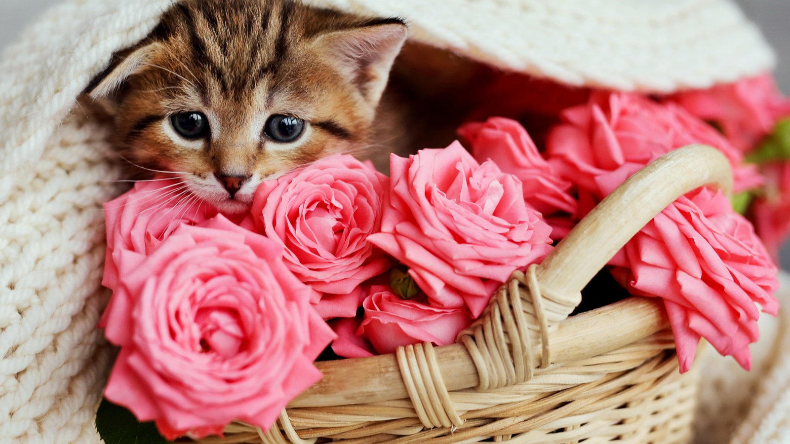 Обои кот, розы, кошка, котенок, розовые, малыш, корзинка, cat, roses, kitty, pink, baby, basket разрешение 5760x3821 Загрузить