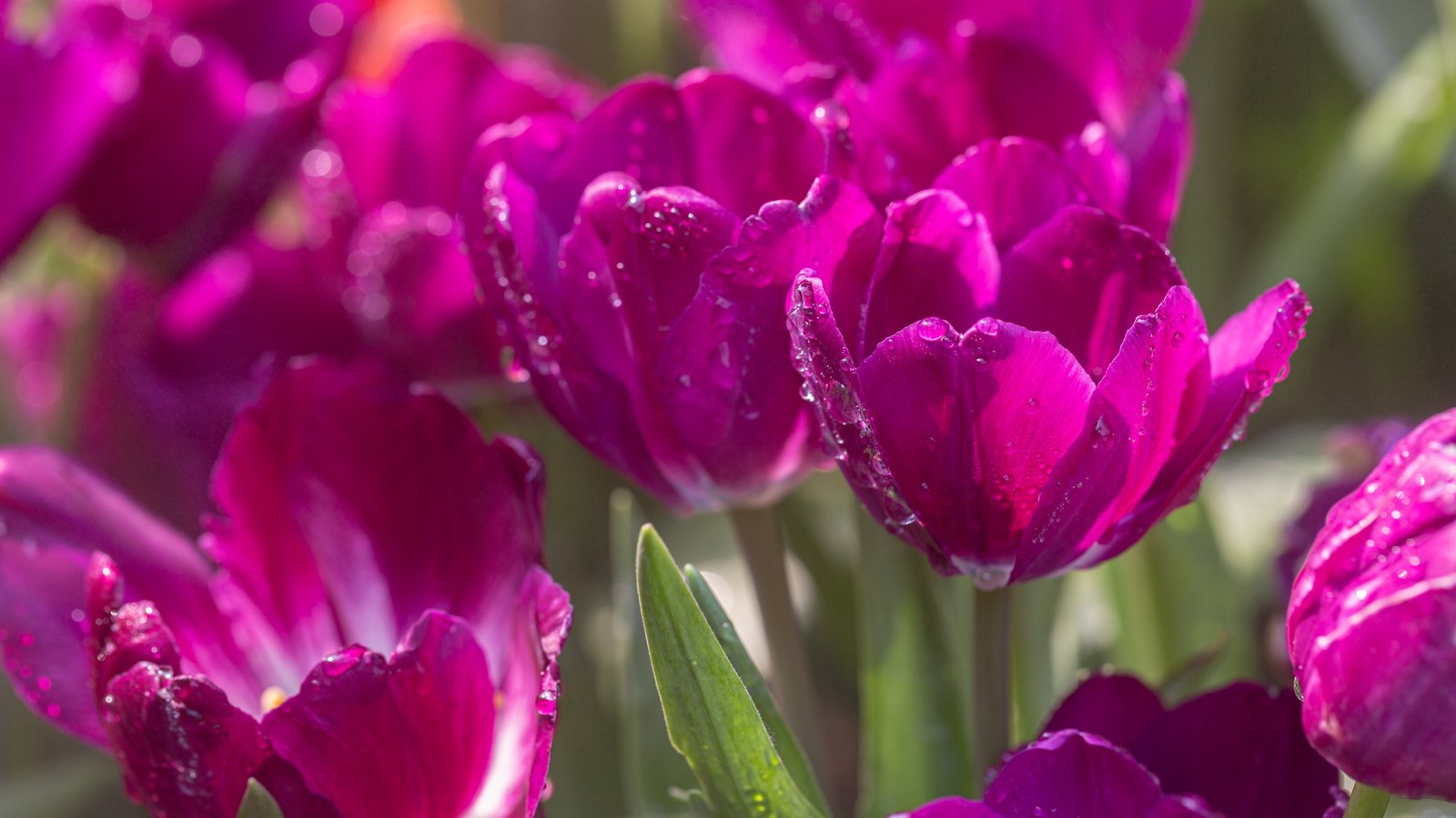 Обои цветы, природа, капли, тюльпаны, flowers, nature, drops, tulips разрешение 5472x3648 Загрузить