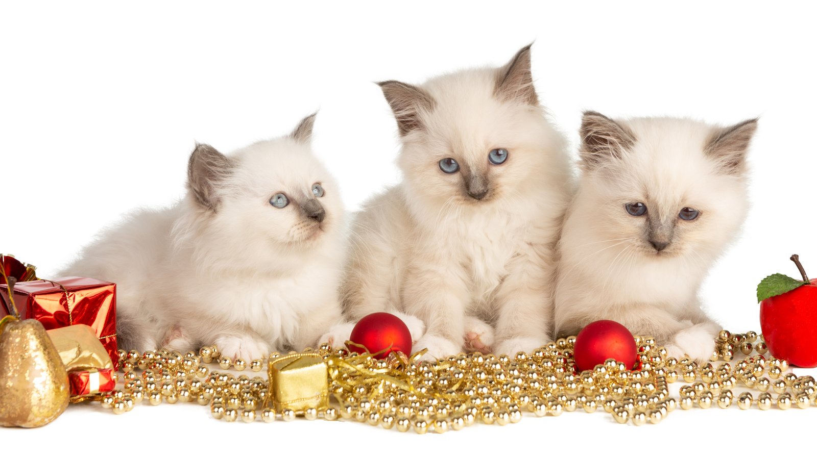 Обои новый год, взгляд, игрушки, белые, малыши, котята, гирлянда, new year, look, toys, white, kids, kittens, garland разрешение 5643x2460 Загрузить