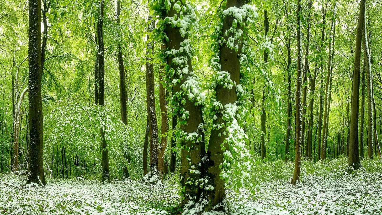 Обои лес, зелёный, красивый, покрыт, ранним, снегом, forest, green, beautiful разрешение 1920x1080 Загрузить