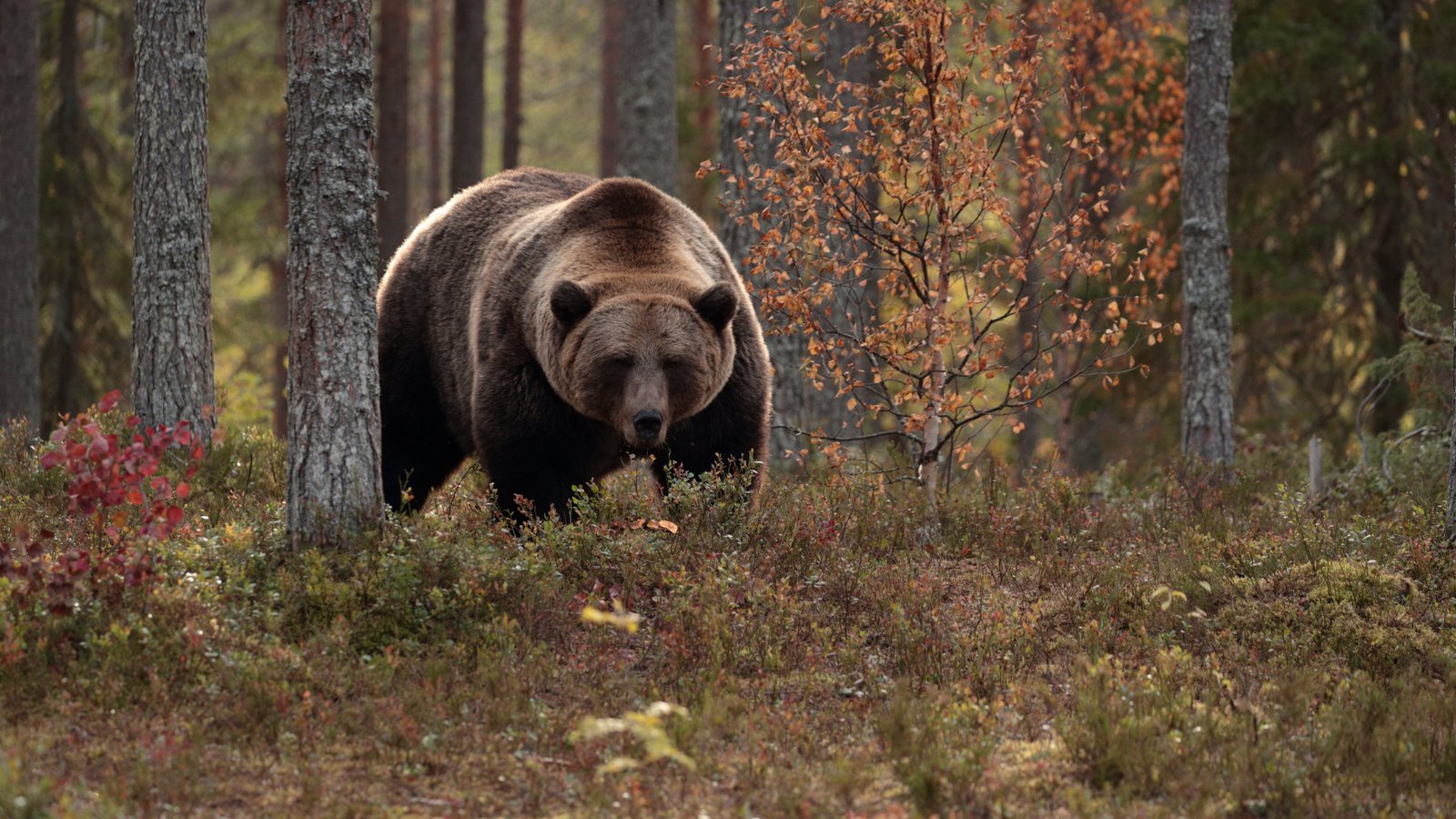 Обои деревья, лес, осень, медведь, топтыгин, trees, forest, autumn, bear разрешение 2112x1188 Загрузить