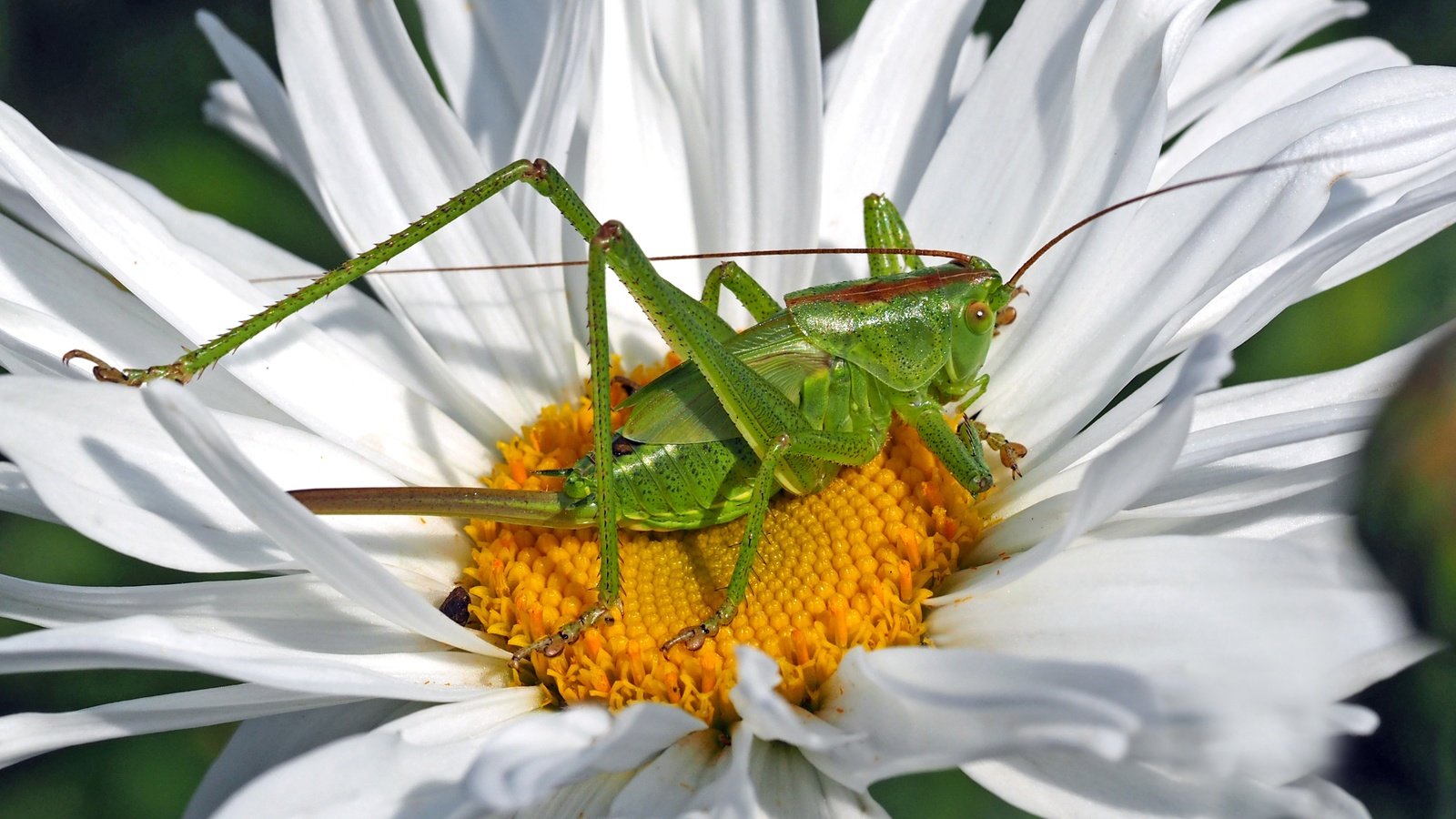 Обои зелёный, макро, насекомое, цветок, лепестки, ромашка, кузнечик, green, macro, insect, flower, petals, daisy, grasshopper разрешение 3316x1848 Загрузить