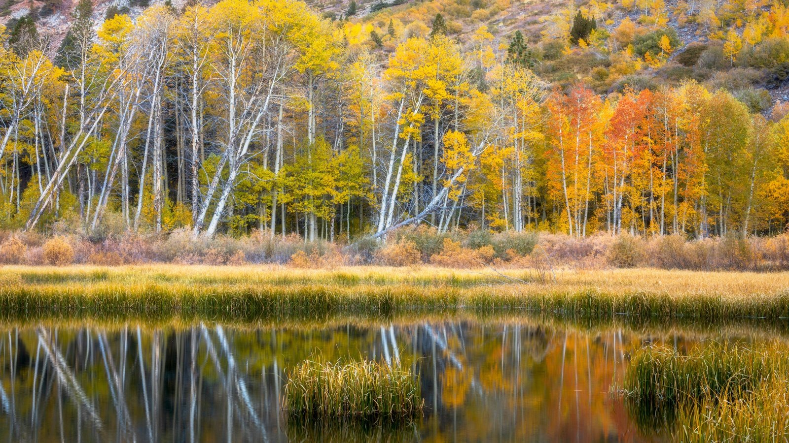 Обои берег, лес, отражение, осень, водоем, shore, forest, reflection, autumn, pond разрешение 6636x4428 Загрузить