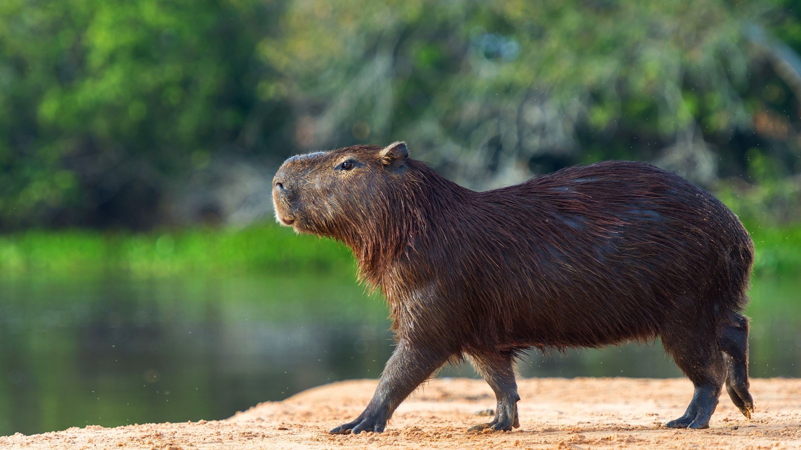 Обои берег, водоем, профиль, прогулка, капибара, shore, pond, profile, walk, the capybara разрешение 3840x2556 Загрузить