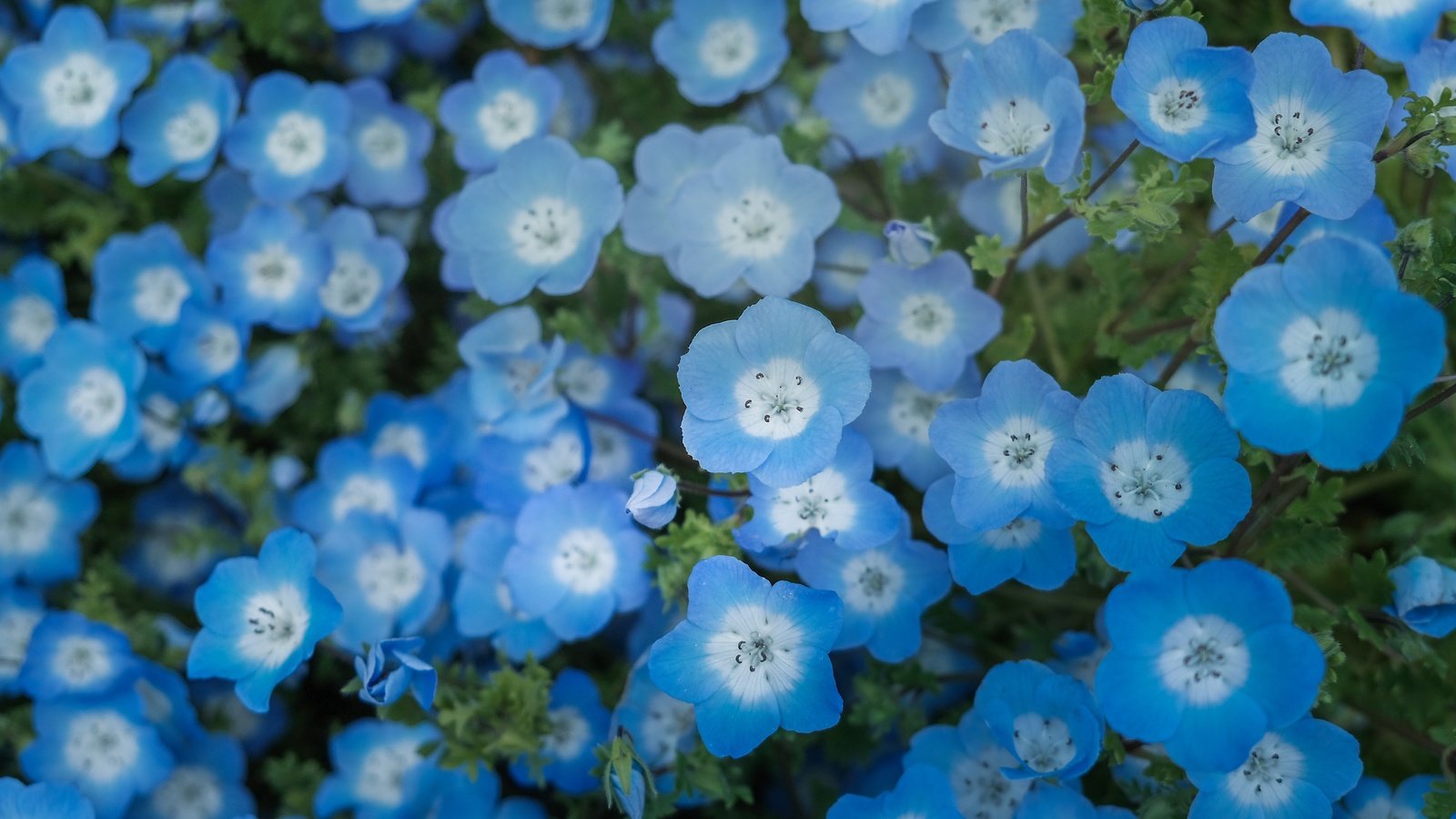 Обои цветы, голубые, немофила, flowers, blue, nemophila разрешение 4240x2384 Загрузить