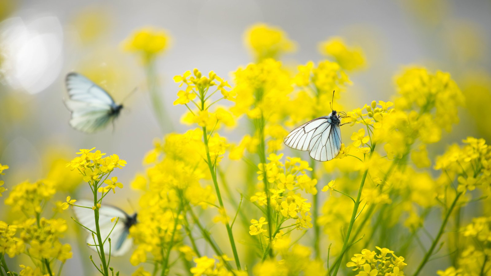 Обои цветы, насекомые, бабочки, желтые, flowers, insects, butterfly, yellow разрешение 7360x4912 Загрузить