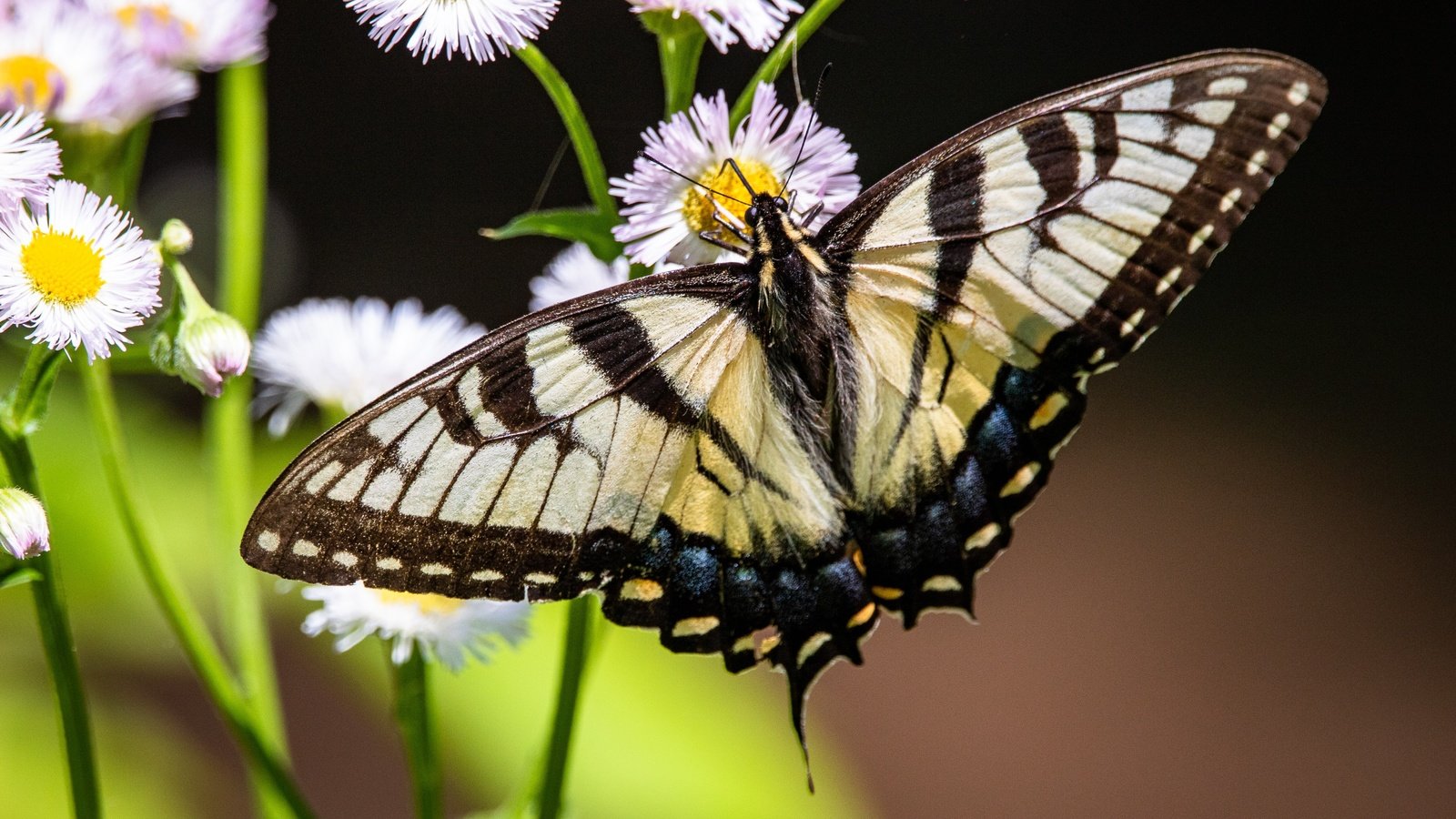 Обои цветы, природа, макро, насекомое, бабочка, темный фон, боке, махаон, flowers, nature, macro, insect, butterfly, the dark background, bokeh, swallowtail разрешение 3500x2333 Загрузить