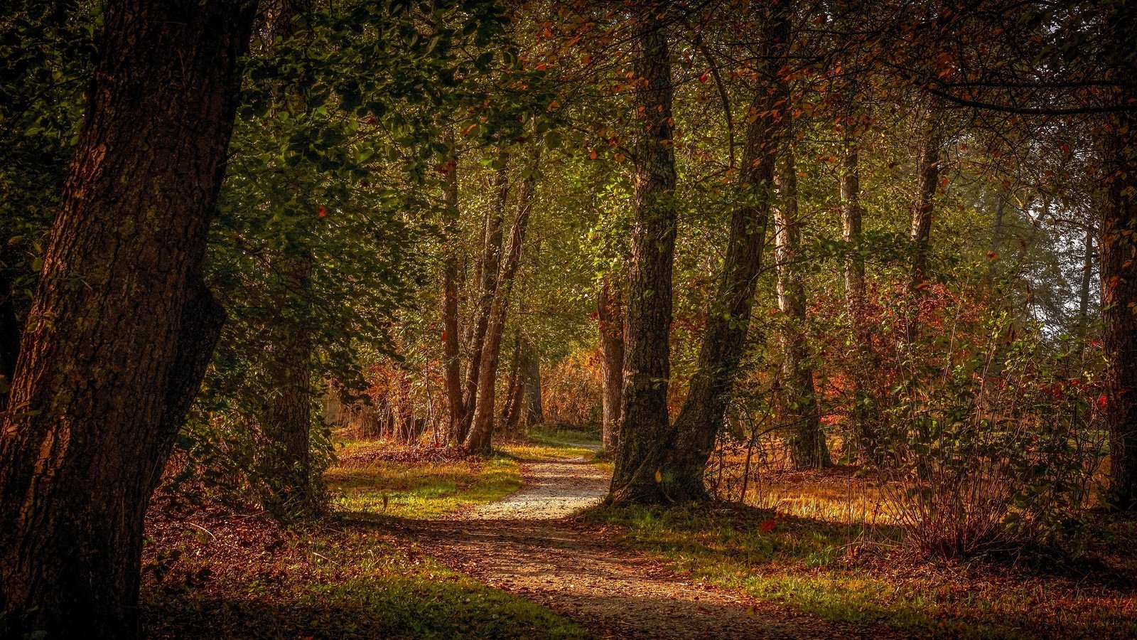 Обои деревья, лес, парк, листва, осень, тропинка, trees, forest, park, foliage, autumn, path разрешение 3840x2160 Загрузить