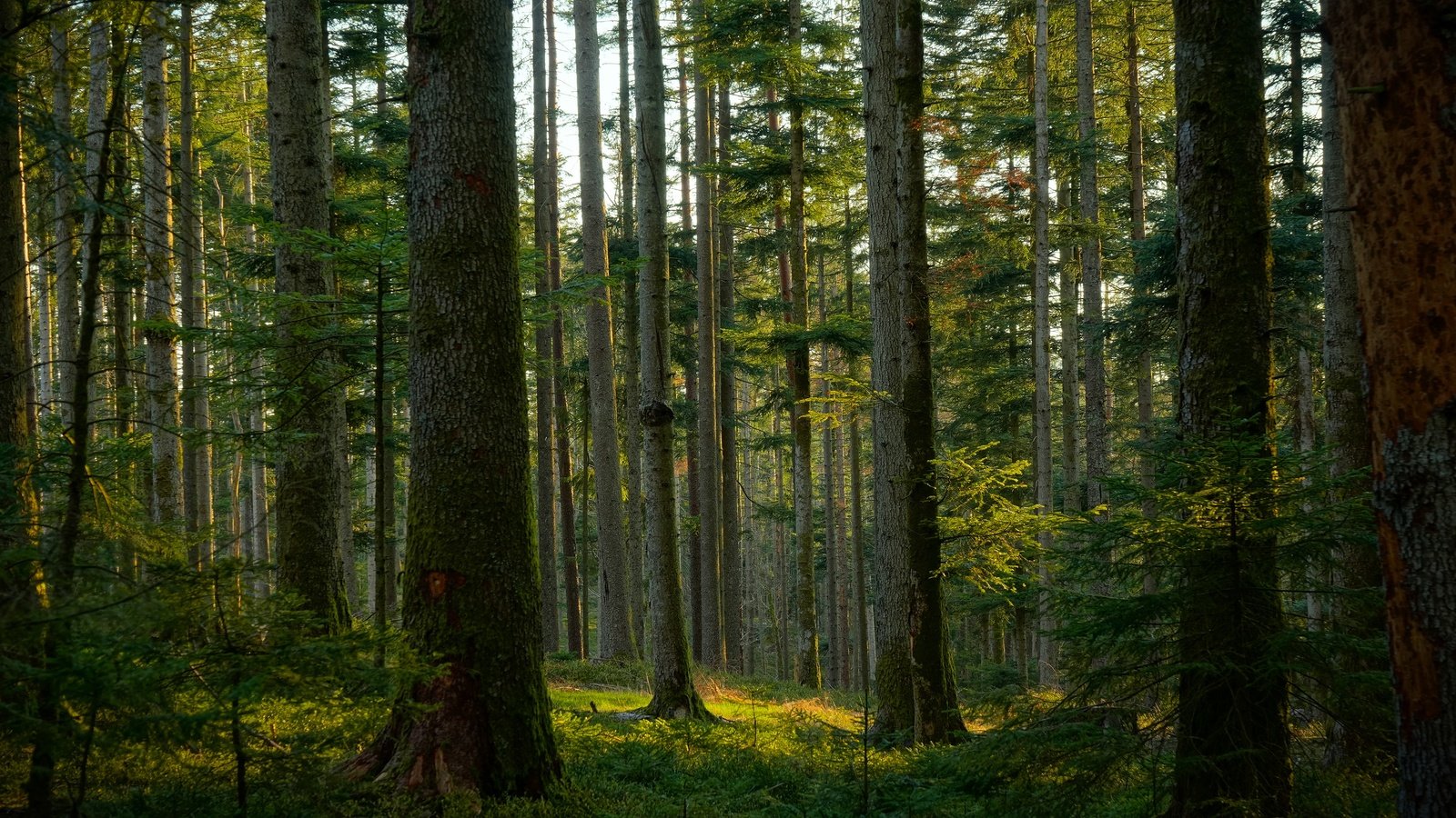 Обои деревья, лес, сосны, trees, forest, pine разрешение 3840x2160 Загрузить