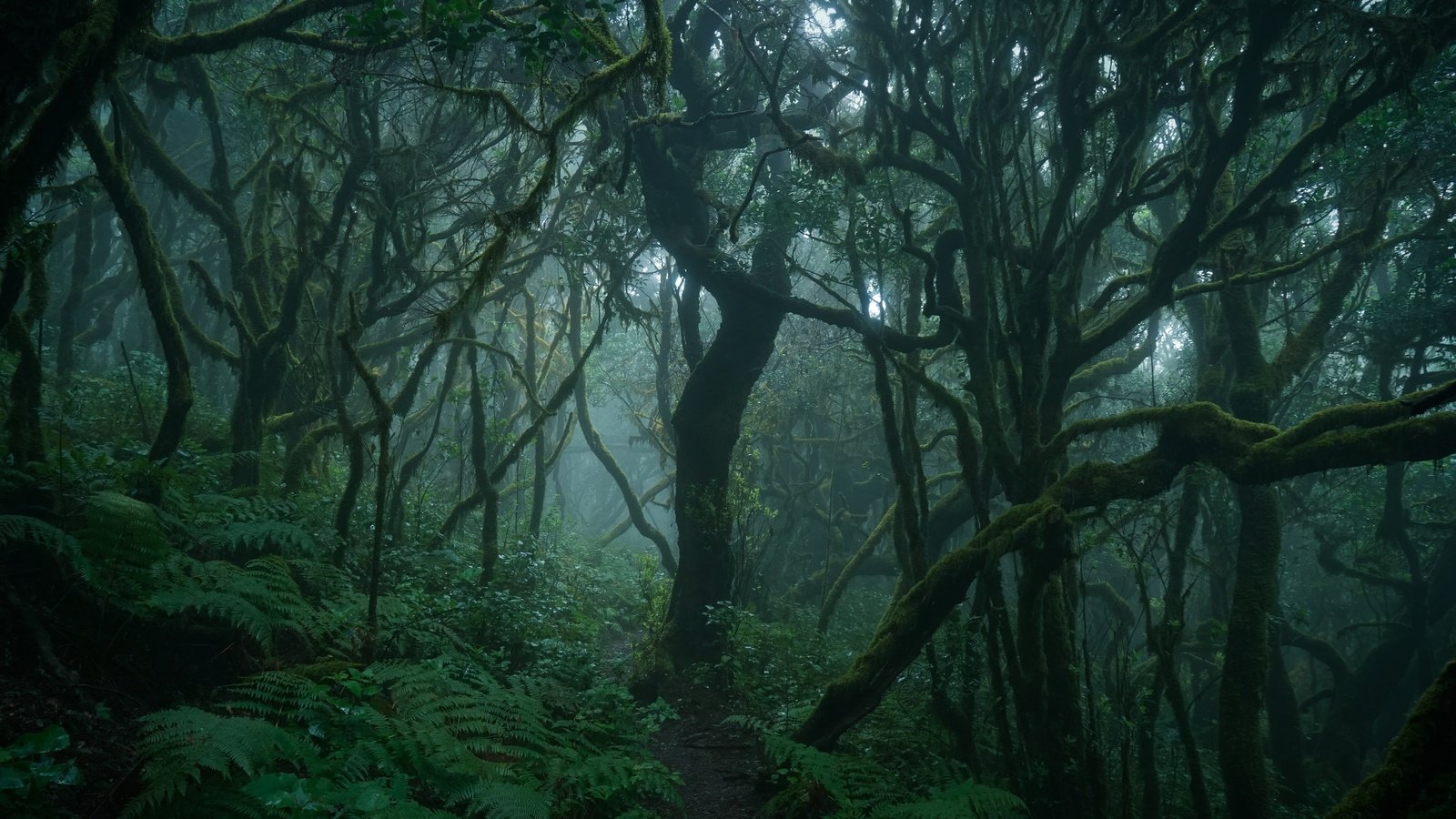 Обои деревья, природа, лес, туман, ветки, тропинка, папоротник, trees, nature, forest, fog, branches, path, fern разрешение 3840x2160 Загрузить