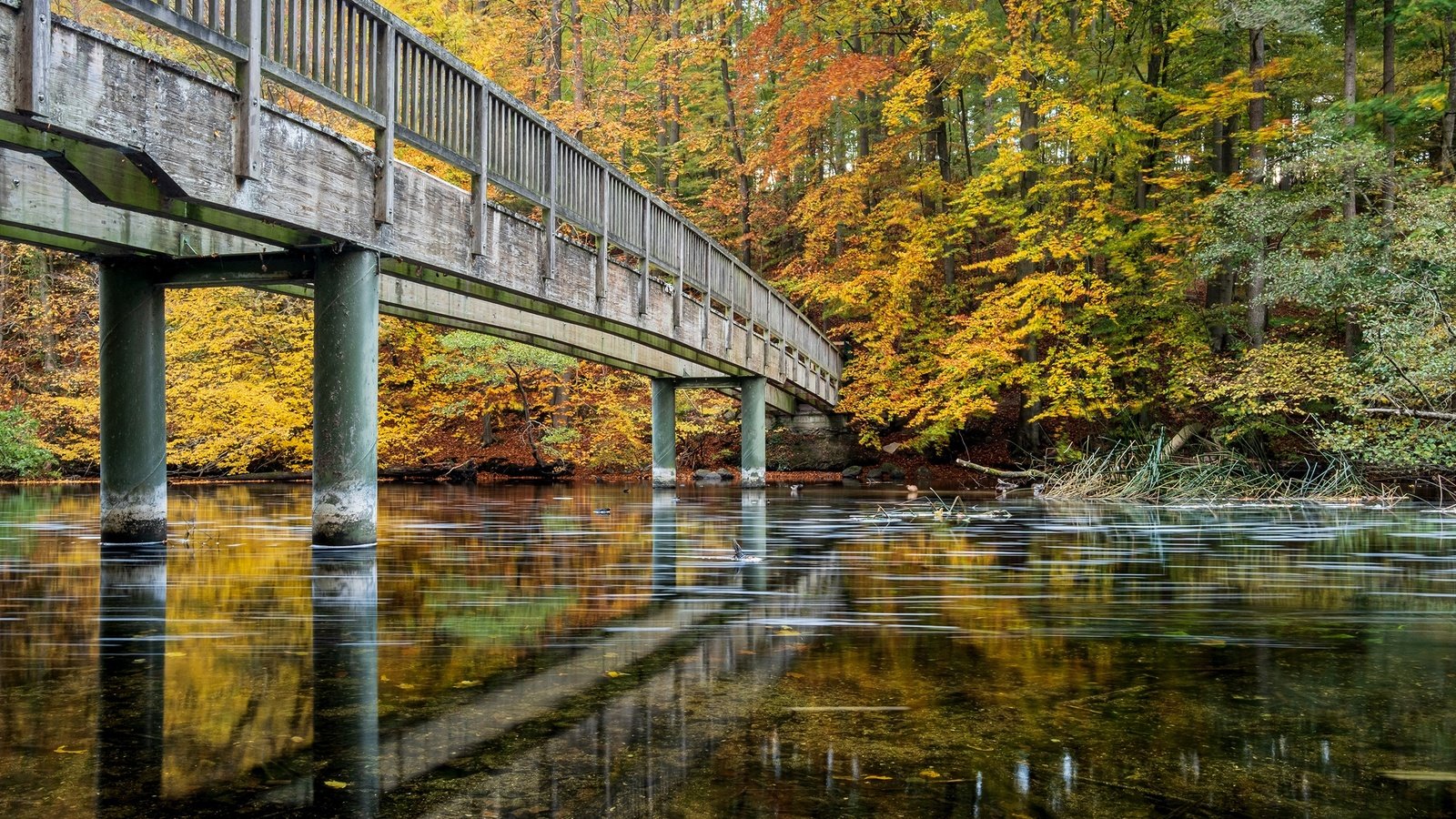 Обои деревья, река, лес, парк, мост, осень, германия, trees, river, forest, park, bridge, autumn, germany разрешение 2480x1653 Загрузить