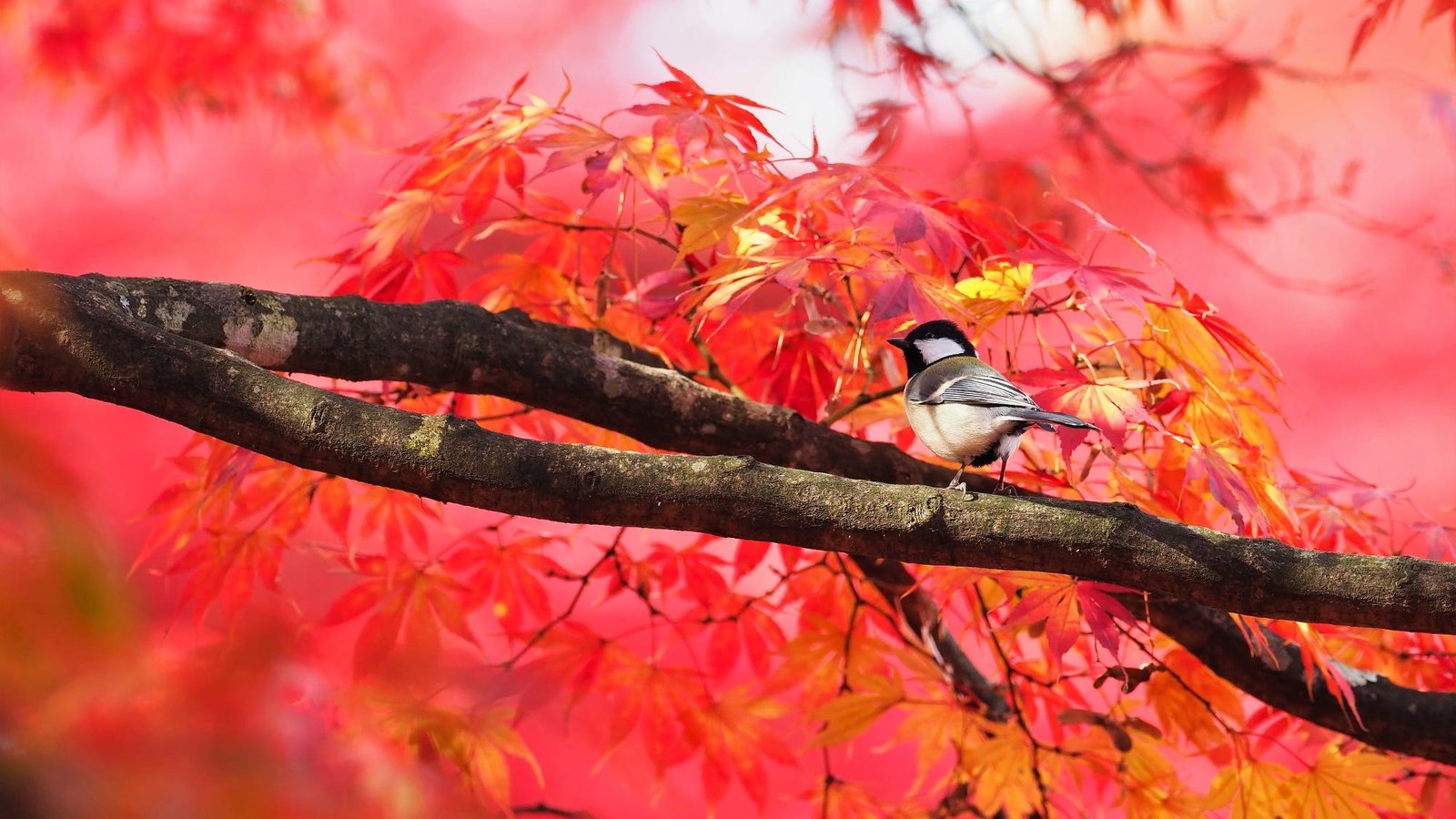 Обои дерево, листья, ветки, птица, клен, синица, осенние листья, tree, leaves, branches, bird, maple, tit, autumn leaves разрешение 2000x1333 Загрузить