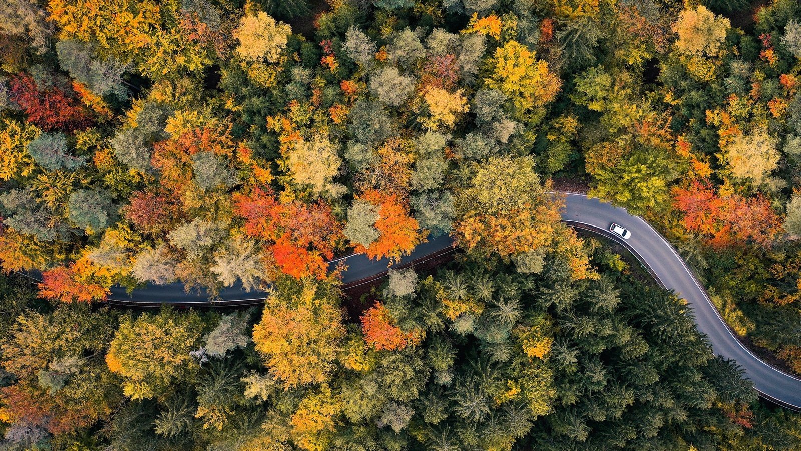 Обои дорога, лес, осень, road, forest, autumn разрешение 2048x1365 Загрузить