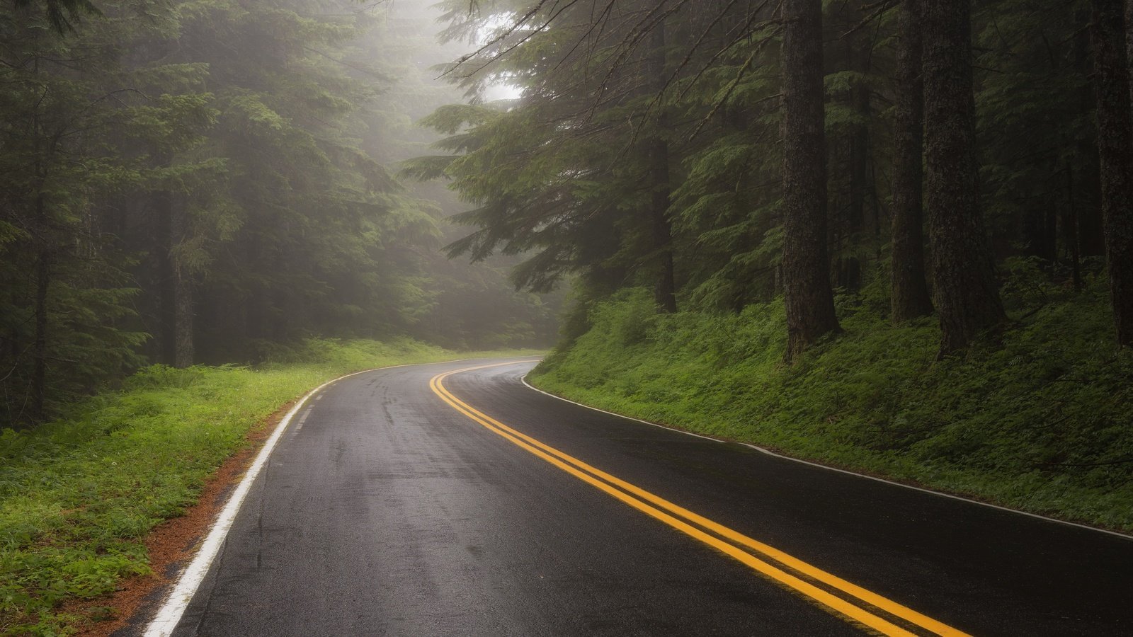 Обои дорога, лес, туман, road, forest, fog разрешение 3840x2160 Загрузить