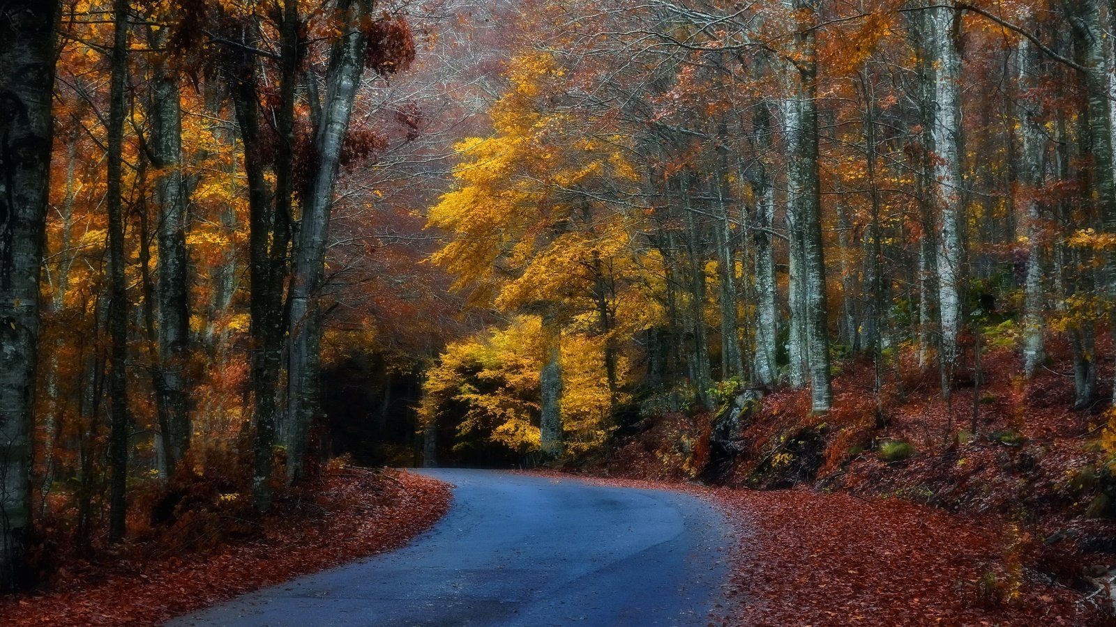 Обои лес, осень, forest, autumn разрешение 3840x2160 Загрузить