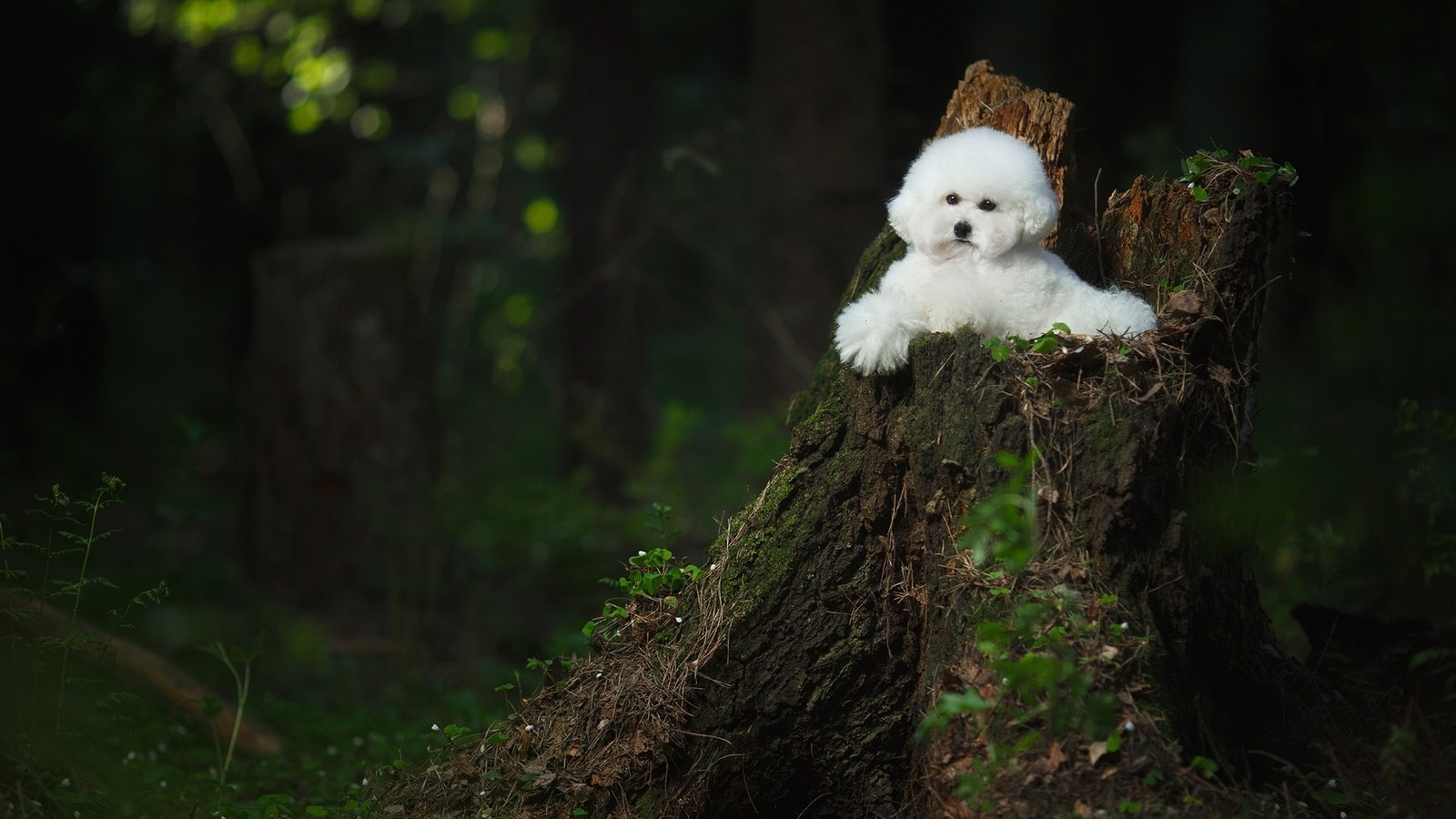 Обои лес, пень, собачка, бишон фризе, forest, stump, dog, bichon frise разрешение 2000x1333 Загрузить