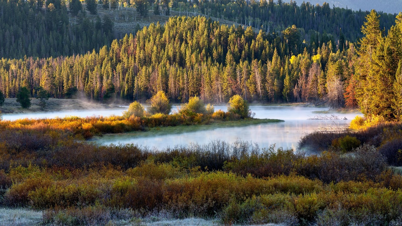 Обои лес, туман, forest, fog разрешение 2048x1300 Загрузить