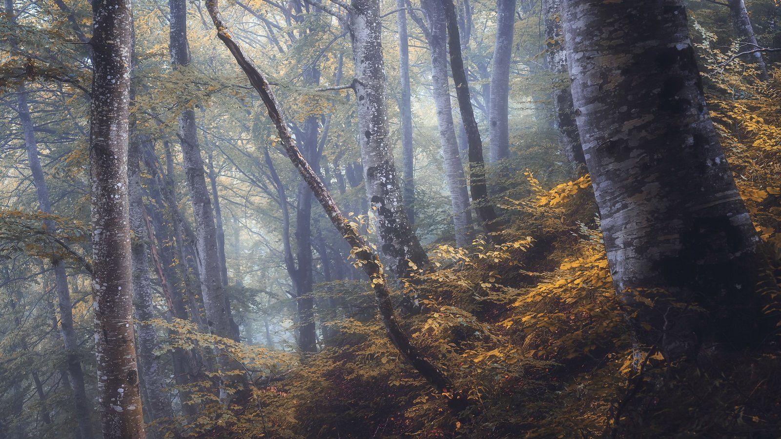 Обои лес, туман, forest, fog разрешение 2048x1300 Загрузить