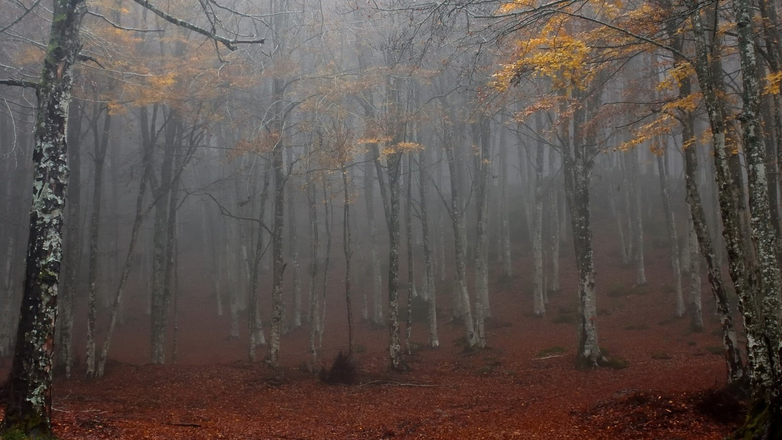 Обои лес, туман, forest, fog разрешение 3840x2160 Загрузить