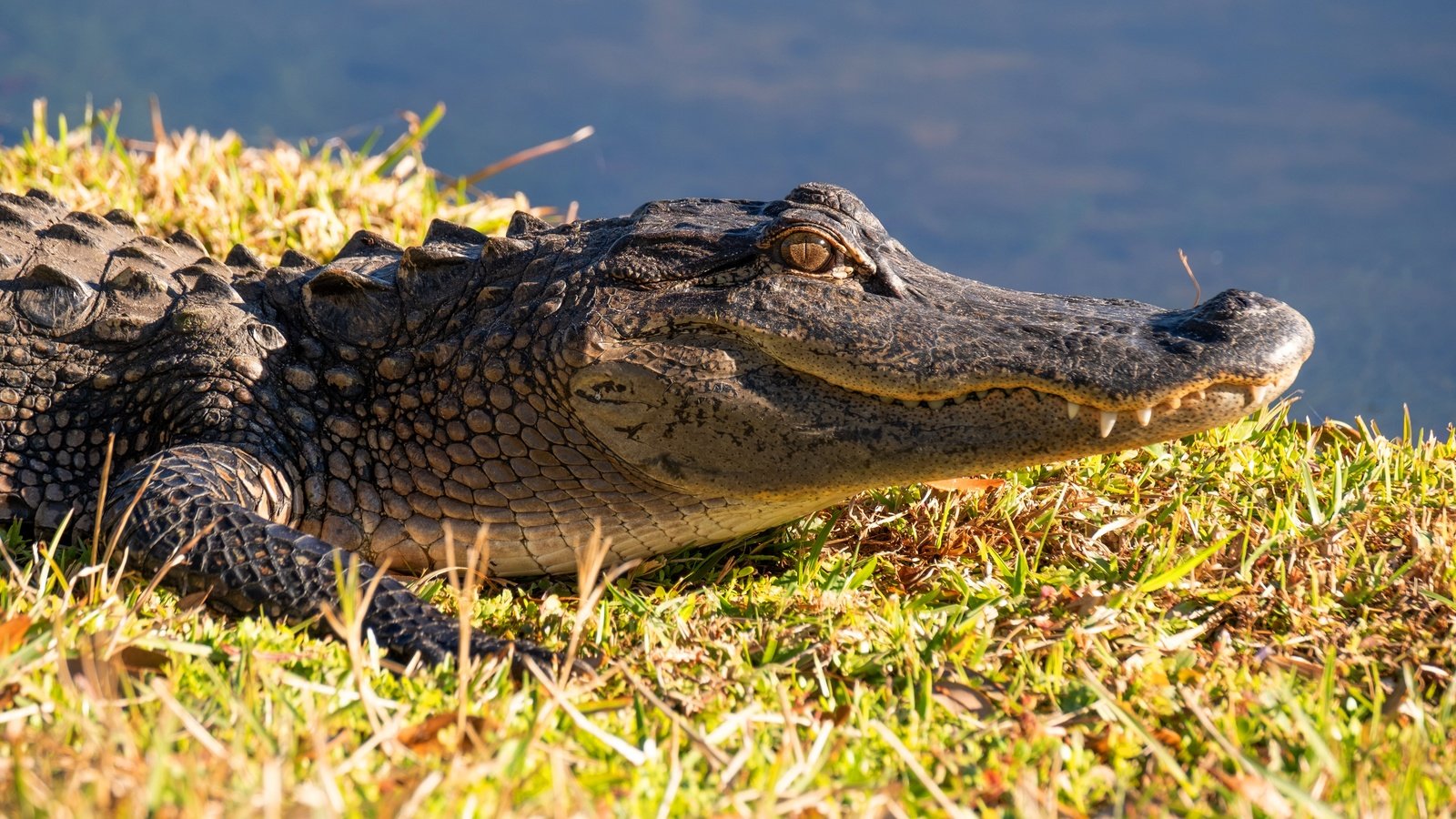 Обои морда, берег, водоем, крокодил, face, shore, pond, crocodile разрешение 6000x4000 Загрузить