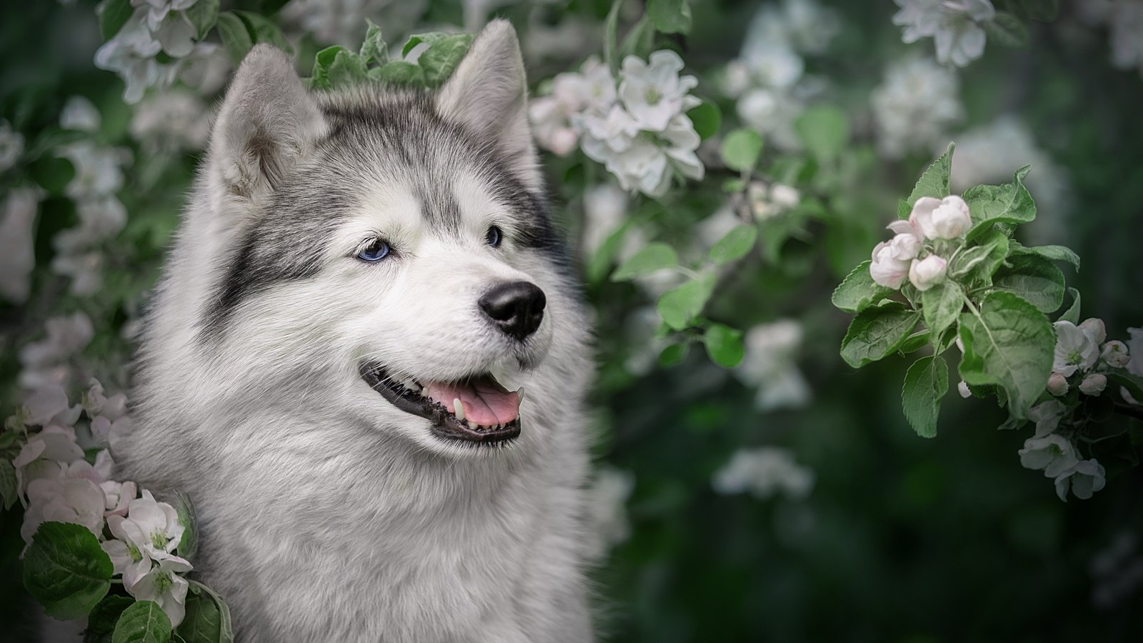 Обои морда, цветение, ветки, собака, весна, хаски, яблоня, face, flowering, branches, dog, spring, husky, apple разрешение 2560x1706 Загрузить