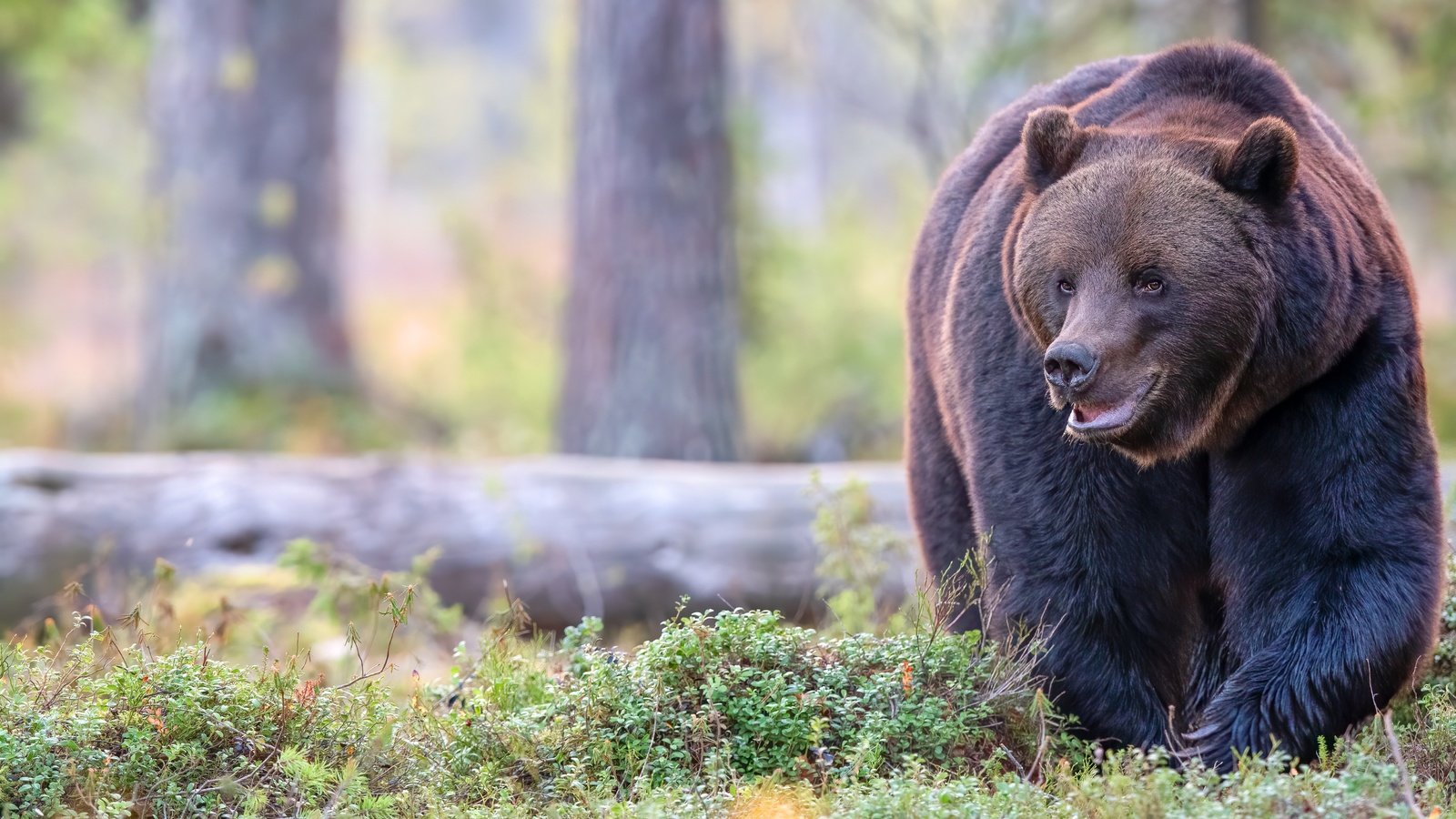 Обои морда, лес, поза, взгляд, медведь, прогулка, бревно, face, forest, pose, look, bear, walk, log разрешение 5568x3712 Загрузить