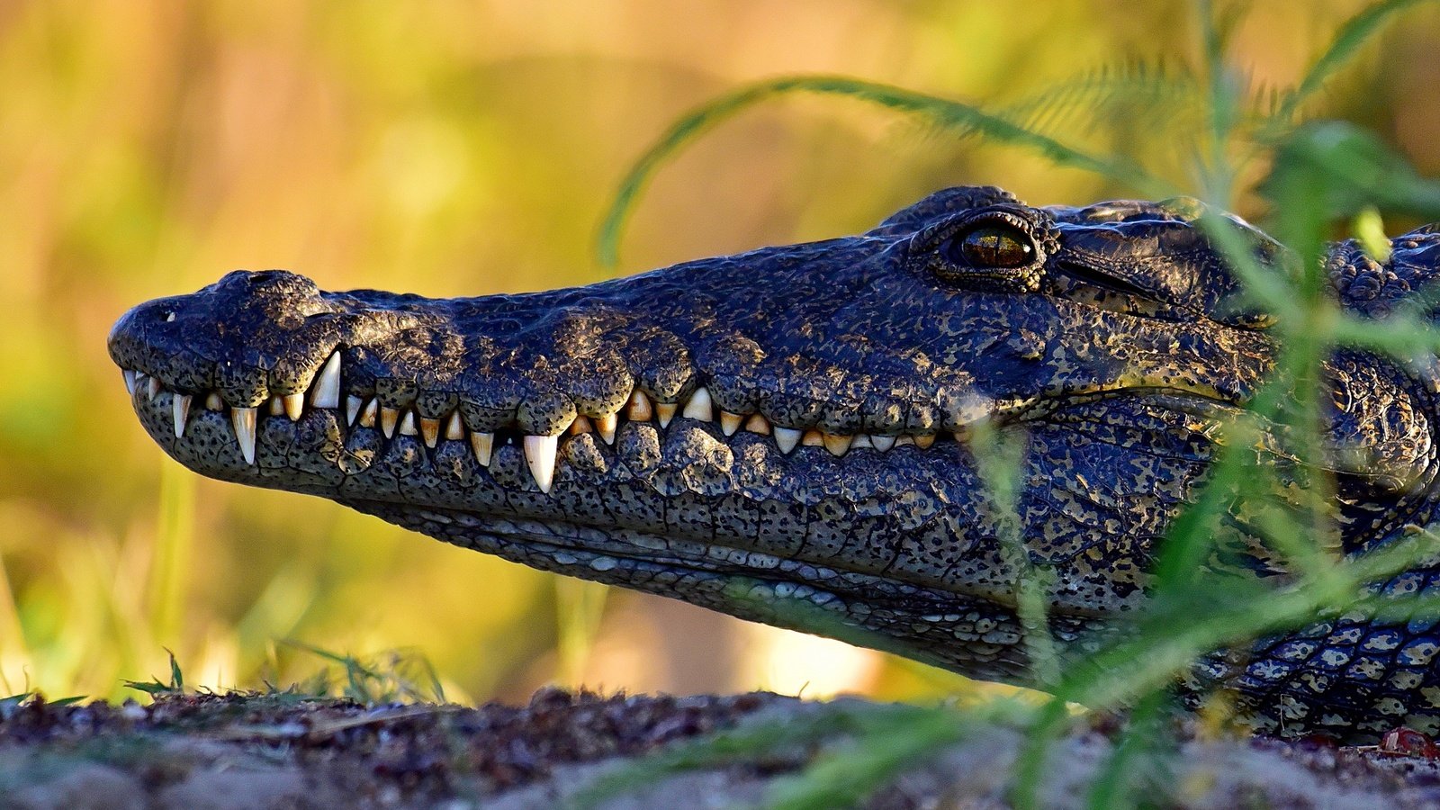Обои морда, профиль, крокодил, face, profile, crocodile разрешение 2880x1923 Загрузить