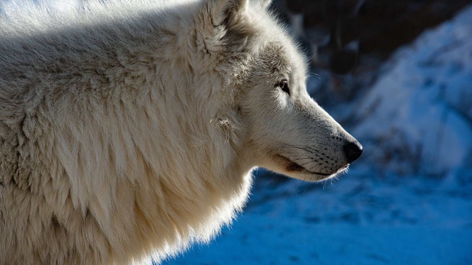 Обои морда, профиль, волк, face, profile, wolf разрешение 6143x4100 Загрузить