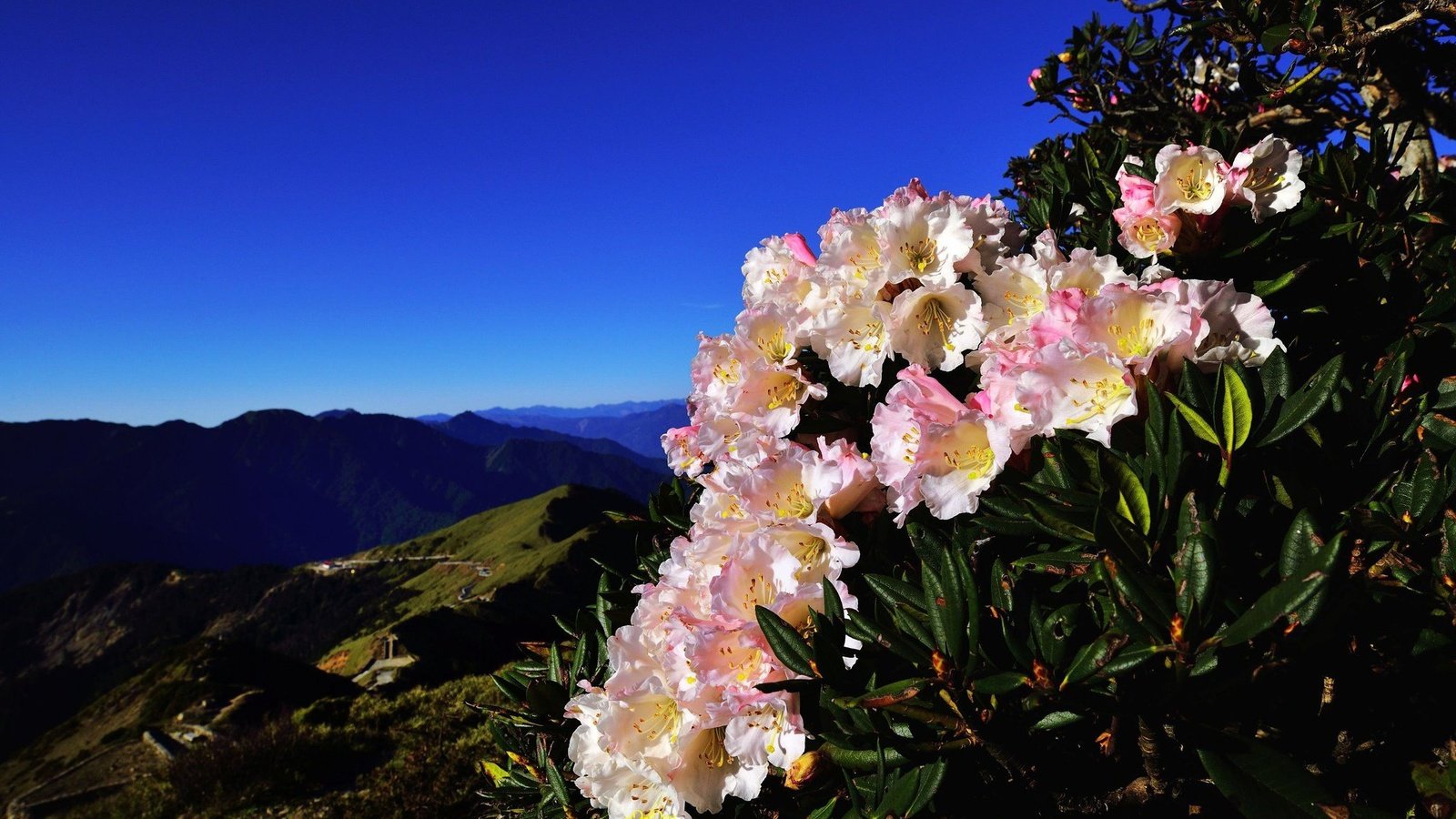 Обои небо, цветы, горы, холмы, куст, синева, азалия, рододендроны, the sky, flowers, mountains, hills, bush, blue, azalea, rhododendrons разрешение 2048x1367 Загрузить