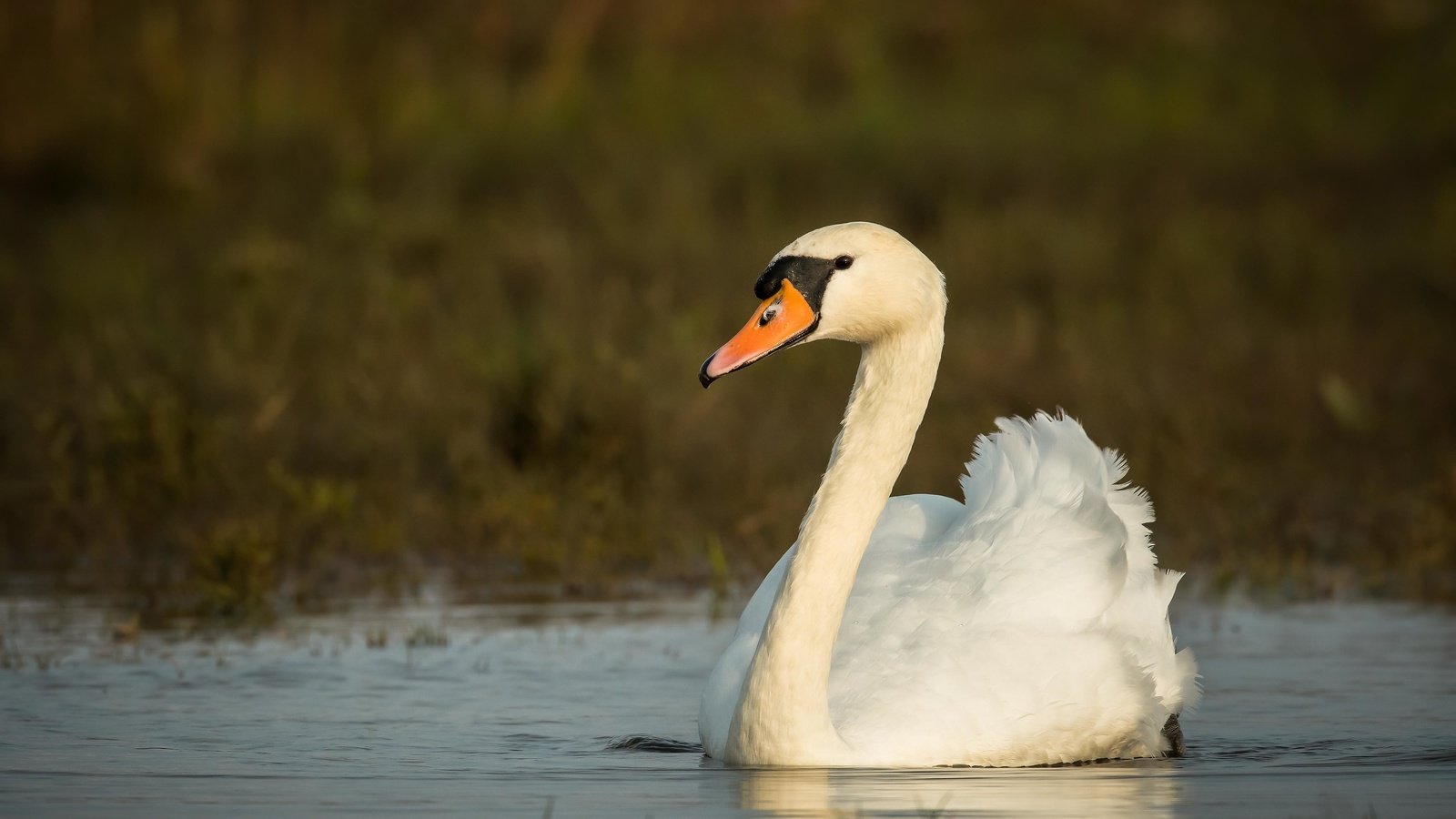 Обои осень, птица, лебедь, autumn, bird, swan разрешение 4096x2731 Загрузить