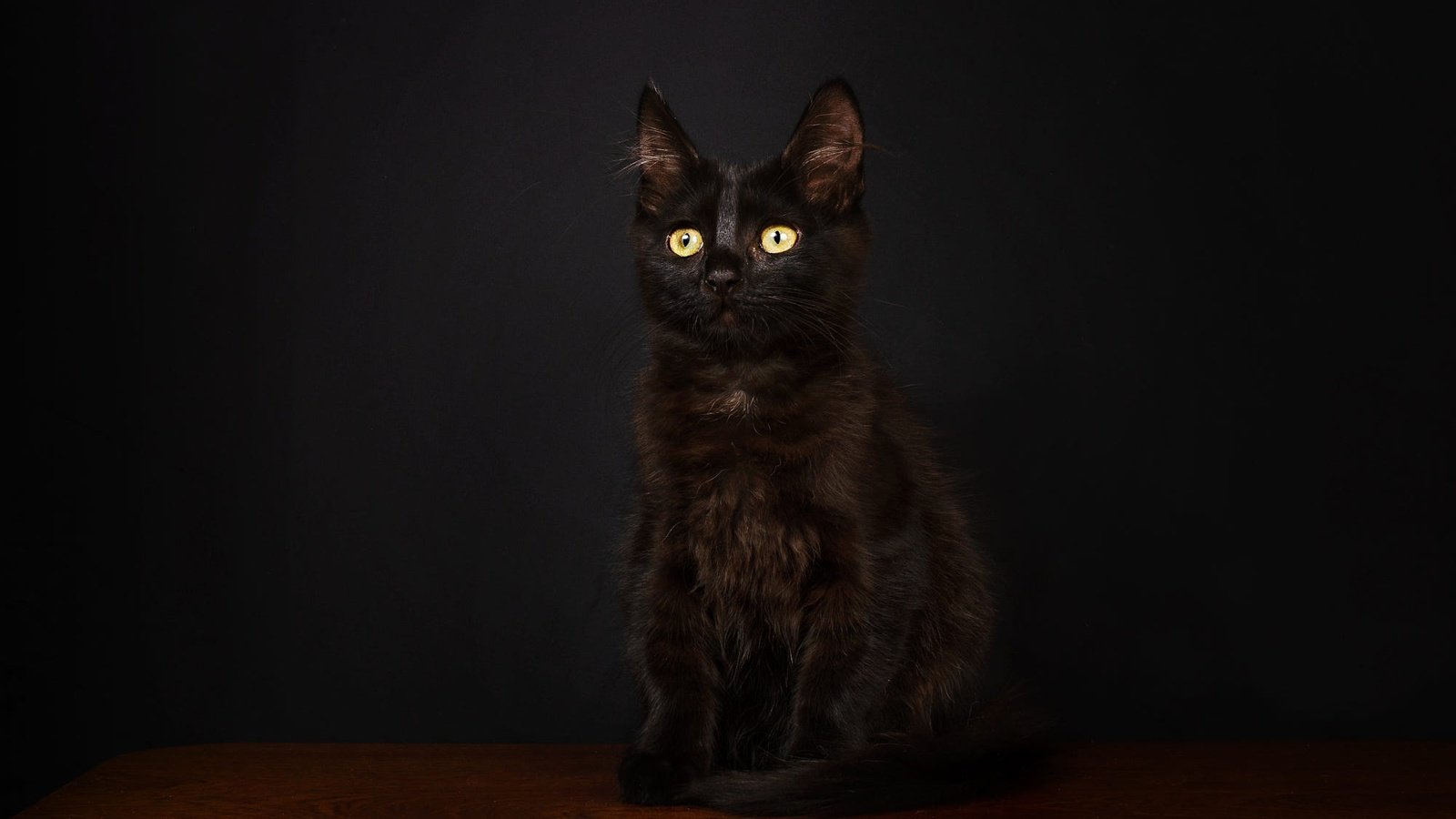Обои поза, мордочка, взгляд, котенок, черный, сидит, темный фон, фотостудия, pose, muzzle, look, kitty, black, sitting, the dark background, studio разрешение 2000x1336 Загрузить