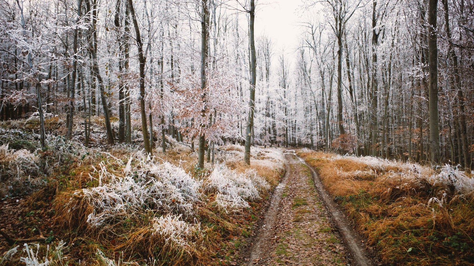 Обои природа, лес, nature, forest разрешение 3840x2160 Загрузить