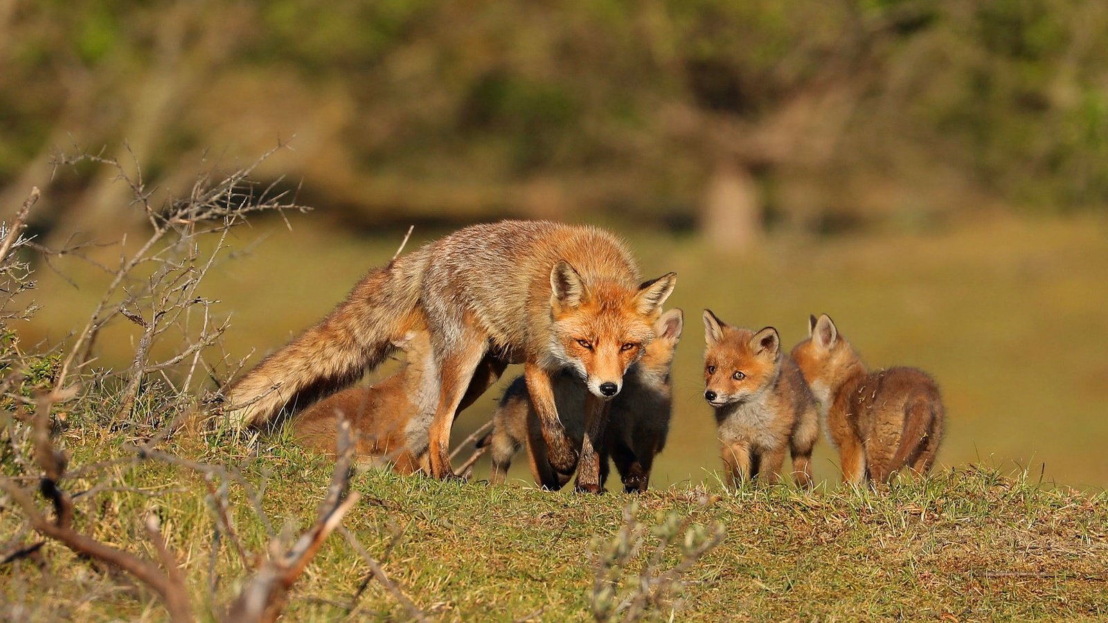 Обои природа, лиса, прогулка, мама, детеныши, лисенок, лисята, лисы, nature, fox, walk, mom, cubs разрешение 2000x1407 Загрузить