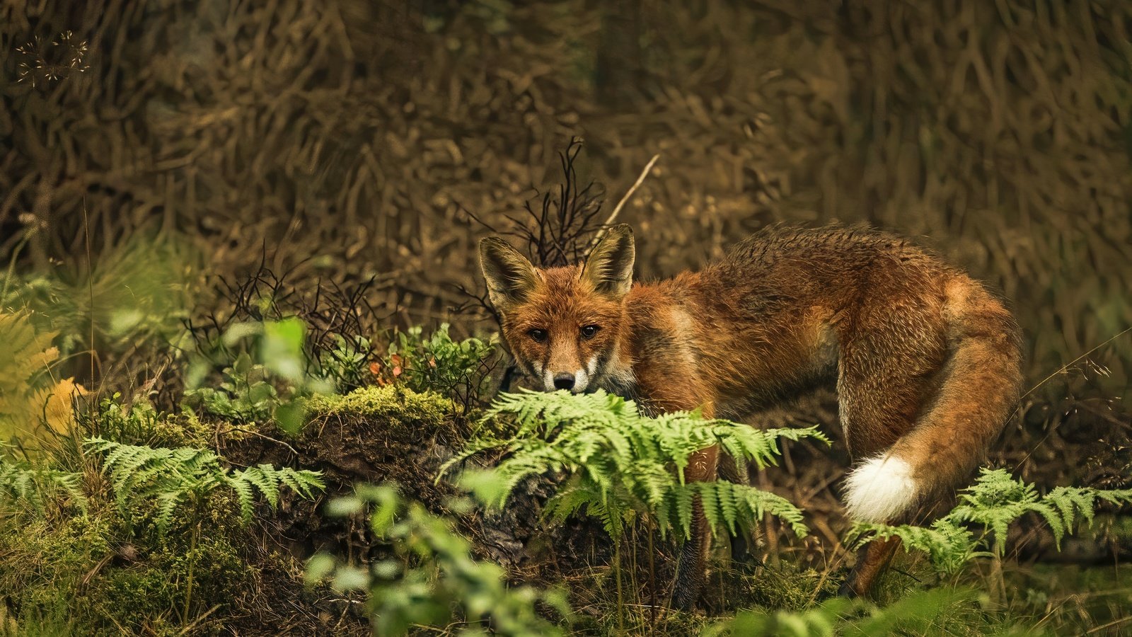 Обои природа, поза, взгляд, лиса, папоротник, заросли, боке, nature, pose, look, fox, fern, thickets, bokeh разрешение 3840x2560 Загрузить