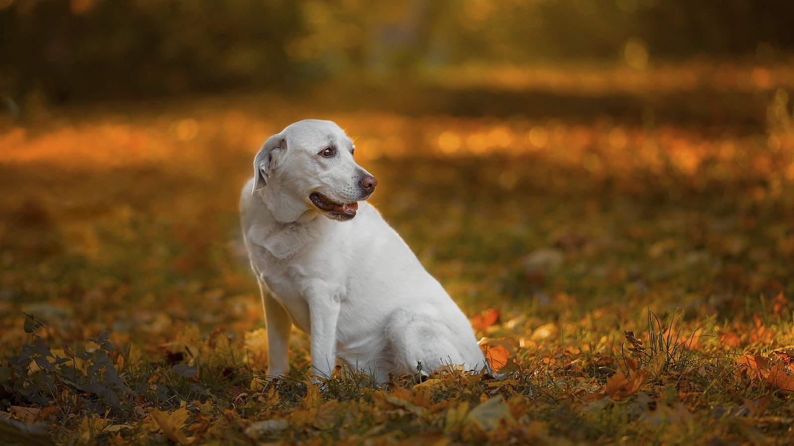 Обои природа, собака, nature, dog разрешение 2048x1365 Загрузить