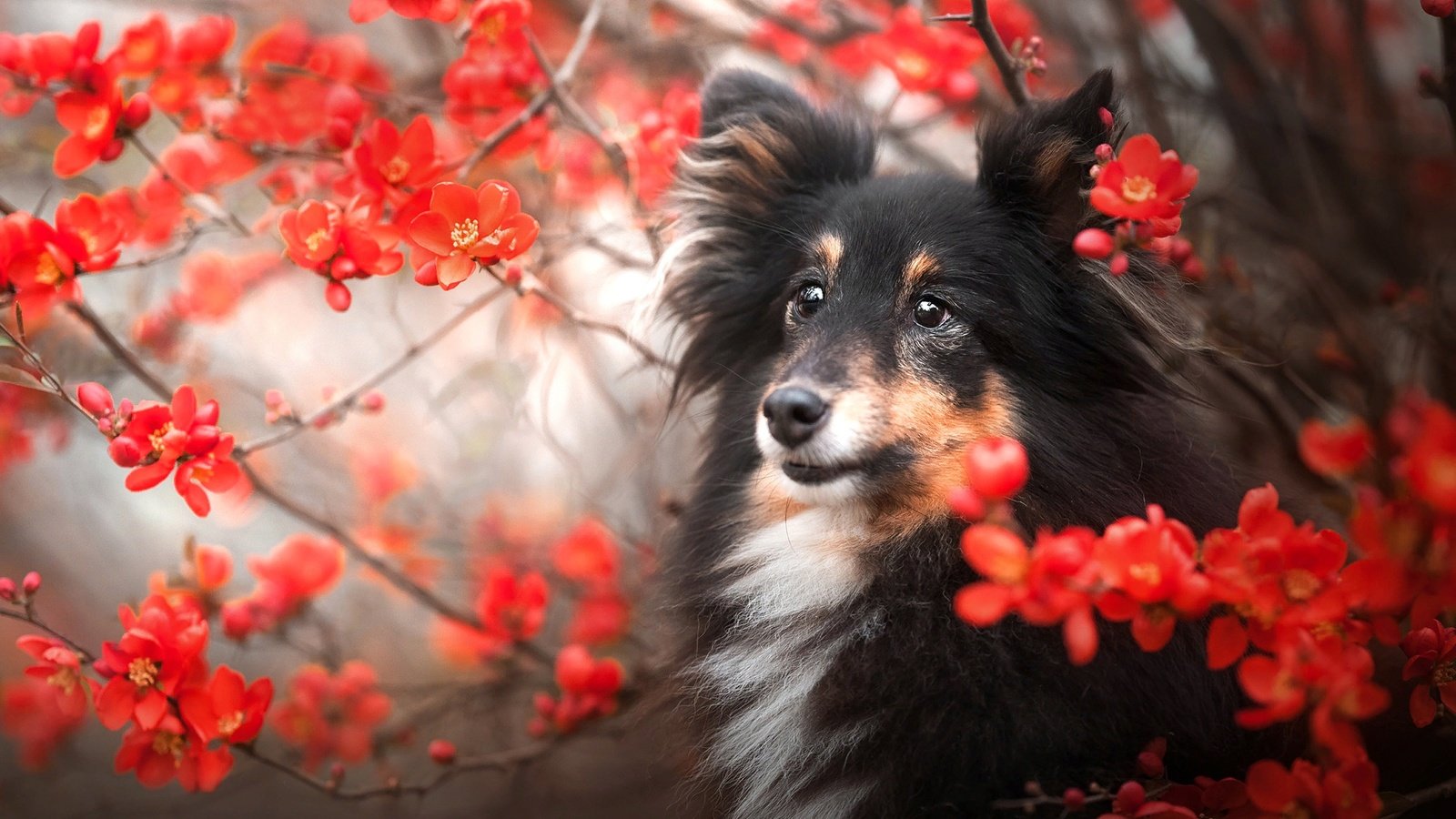 Обои природа, ветки, собака, шелти, nature, branches, dog, sheltie разрешение 2048x1366 Загрузить