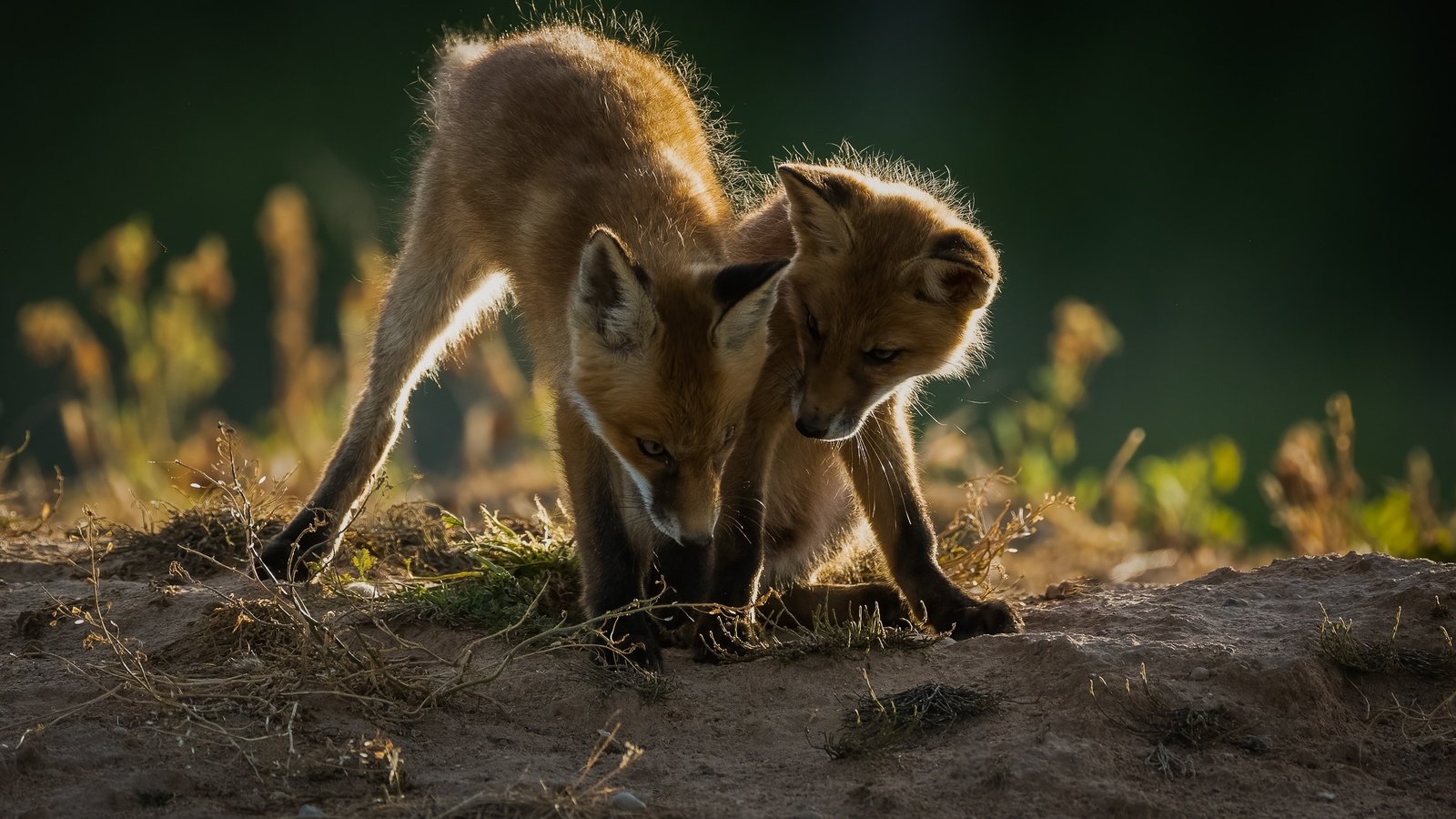 Обои природа, животные, пара, детеныши, лисята, nature, animals, pair, cubs разрешение 2047x1365 Загрузить