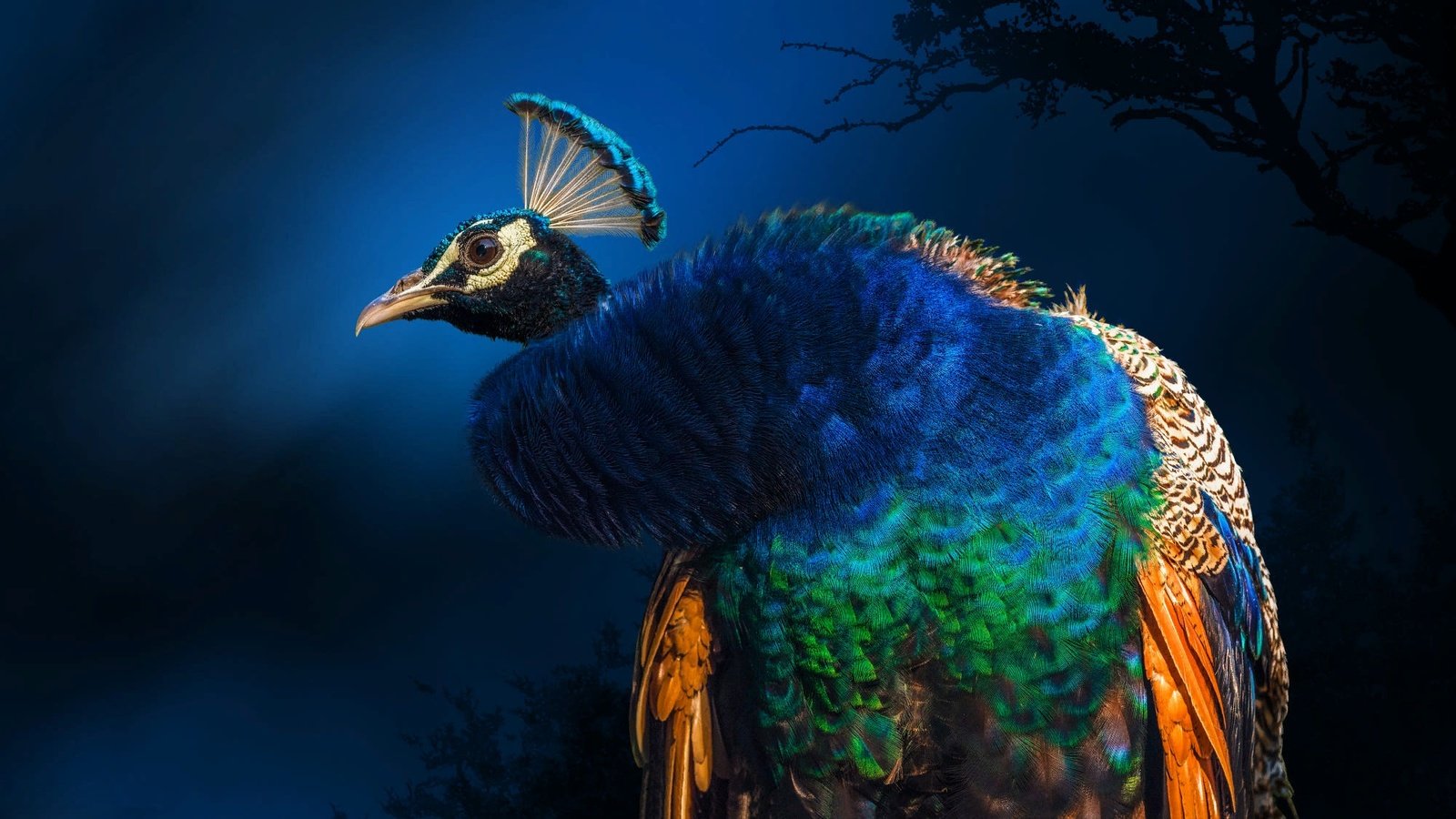 Обои птица, павлин, индия, оперение, bird, peacock, india, tail разрешение 2000x1125 Загрузить