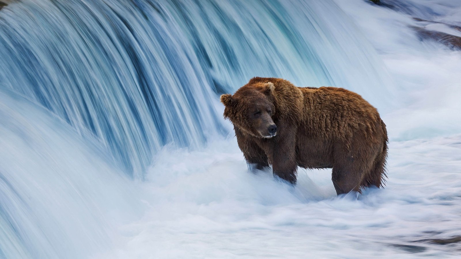 Обои сша, аляска, бурый медведь, usa, alaska, brown bear разрешение 3206x1803 Загрузить