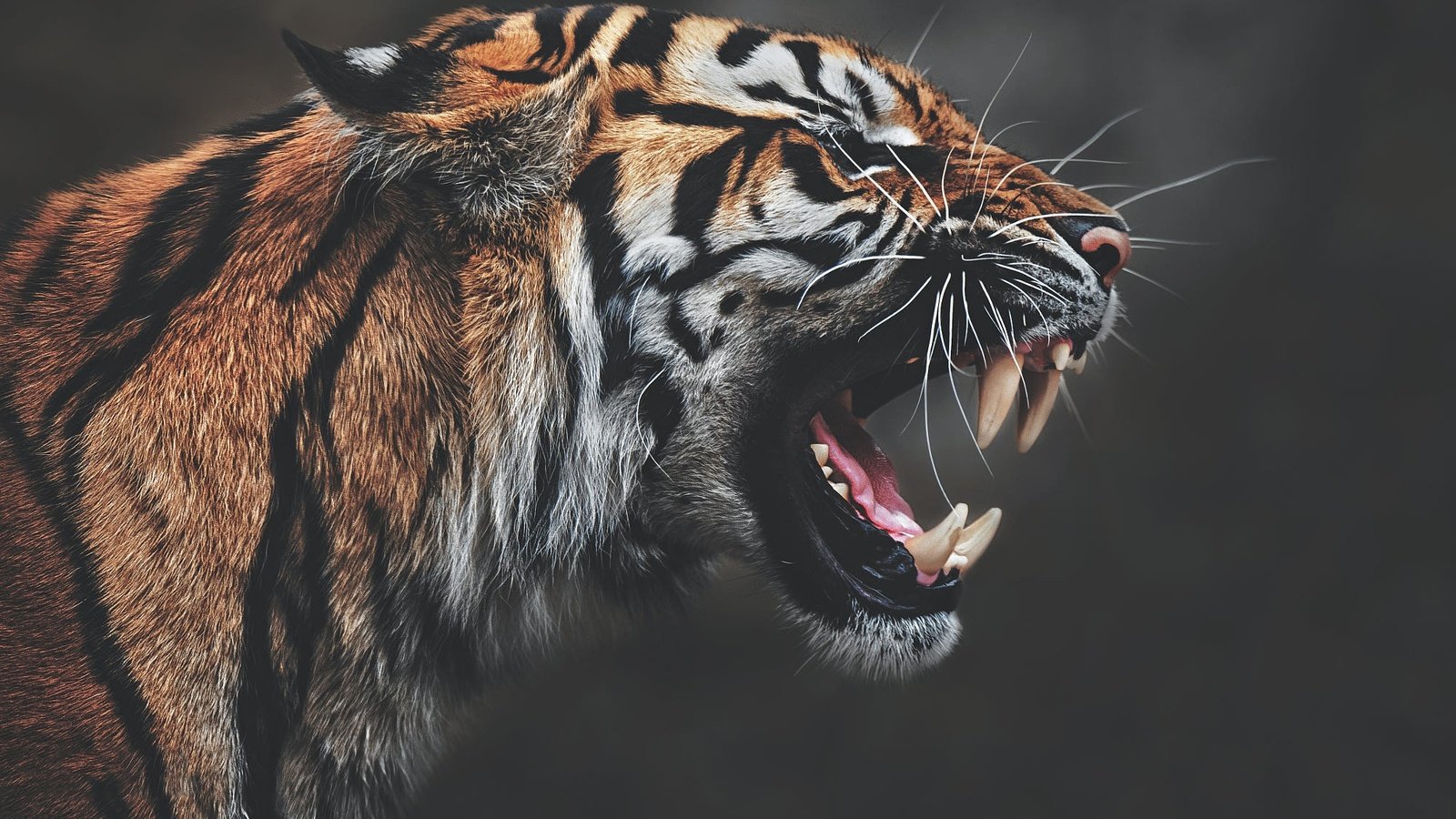 Обои тигр, морда, клыки, профиль, темный фон, пасть, рык, агрессия, tiger, face, fangs, profile, the dark background, mouth, roar, aggression разрешение 2000x1335 Загрузить