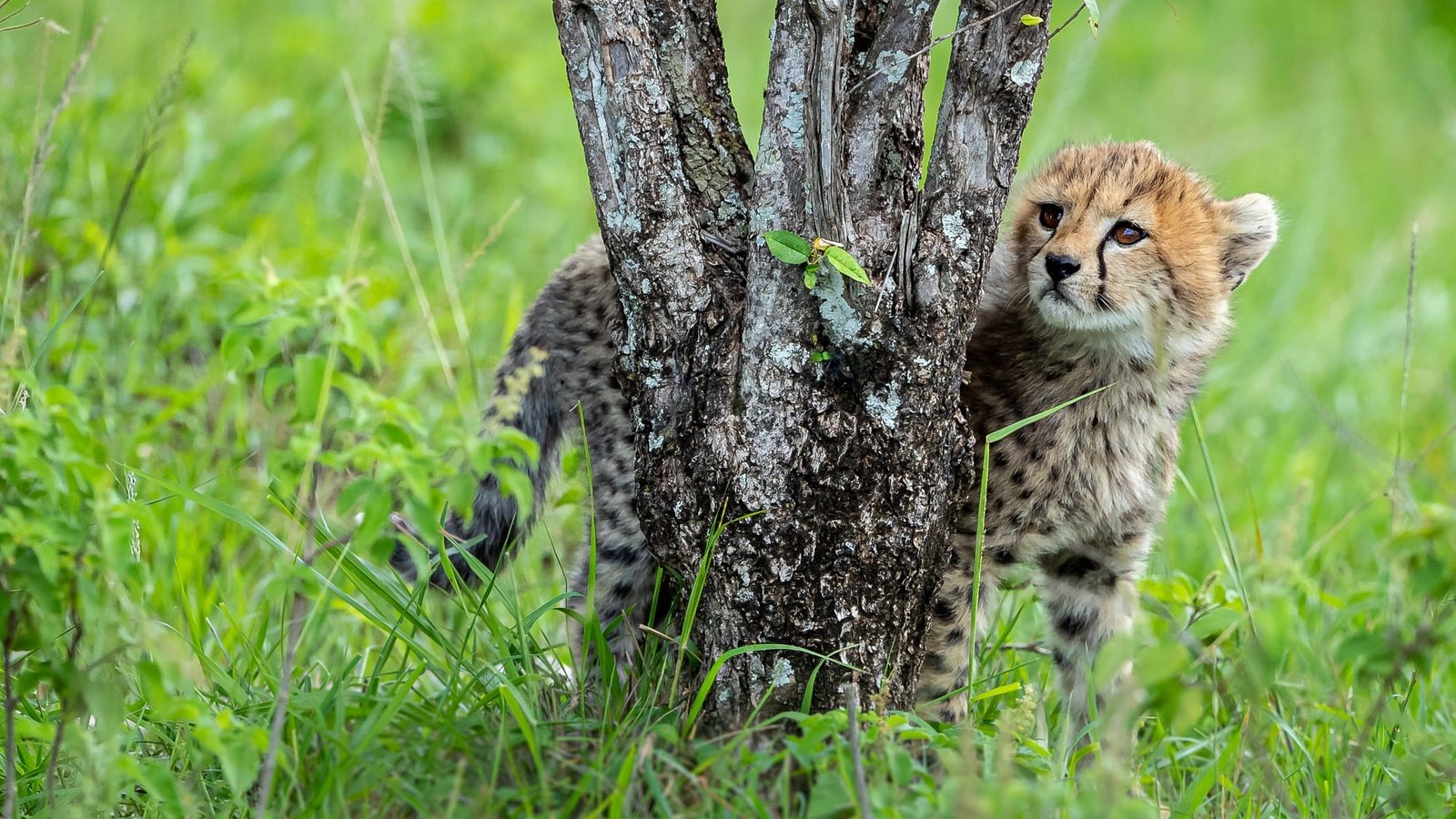 Обои трава, дерево, стволы, поляна, малыш, гепард, детеныш, grass, tree, trunks, glade, baby, cheetah, cub разрешение 2000x1334 Загрузить