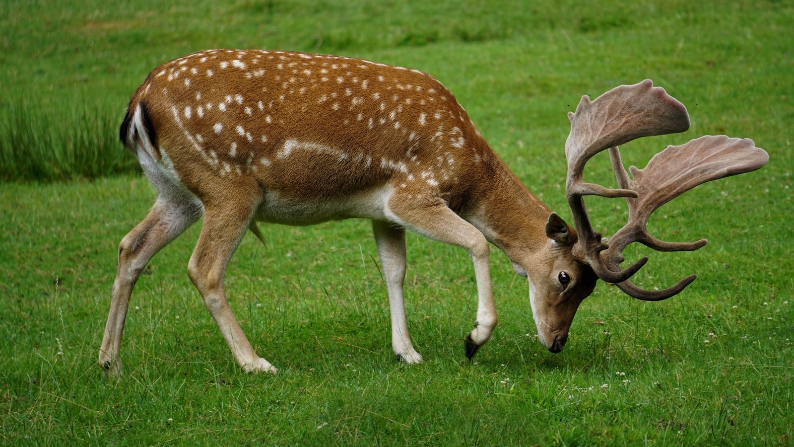 Обои трава, олень, поляна, пасётся, grass, deer, glade, grazing разрешение 3840x2160 Загрузить