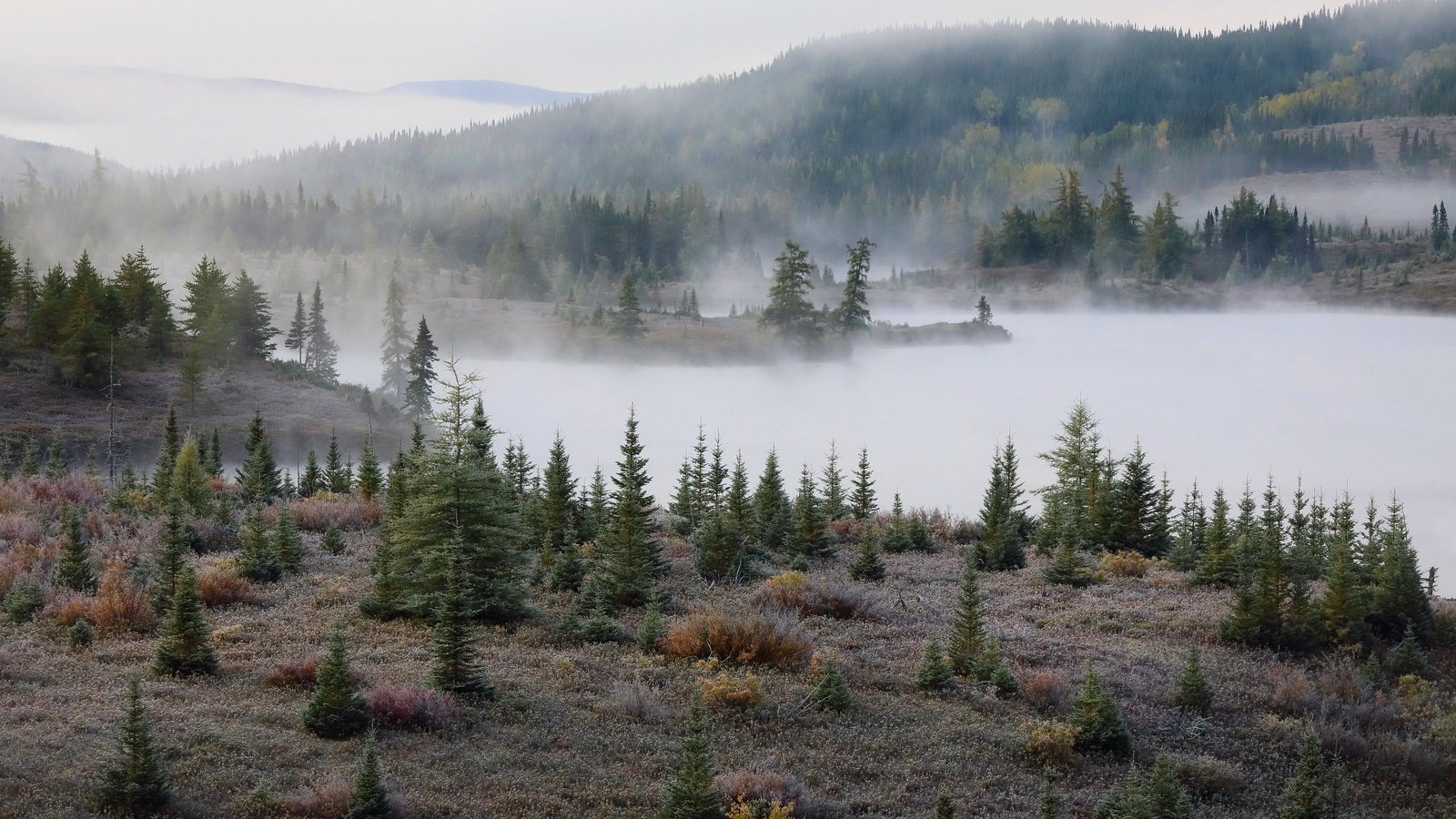 Обои туман, осень, елки, fog, autumn, tree разрешение 3070x1864 Загрузить