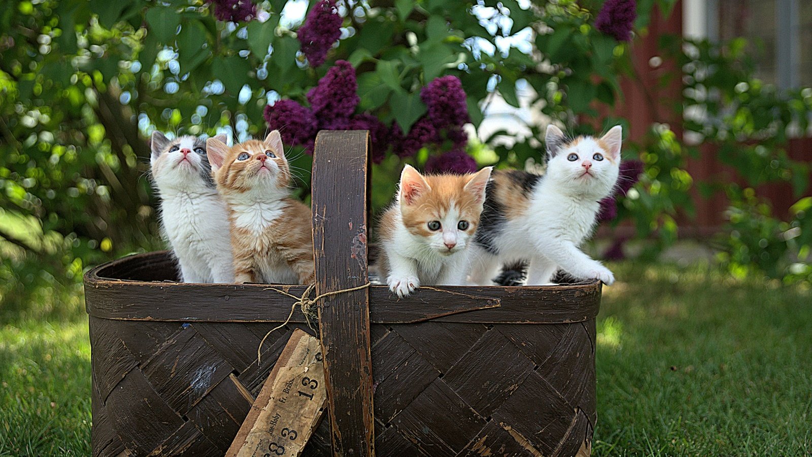 Обои весна, корзина, котята, сирень, spring, basket, kittens, lilac разрешение 2400x1605 Загрузить