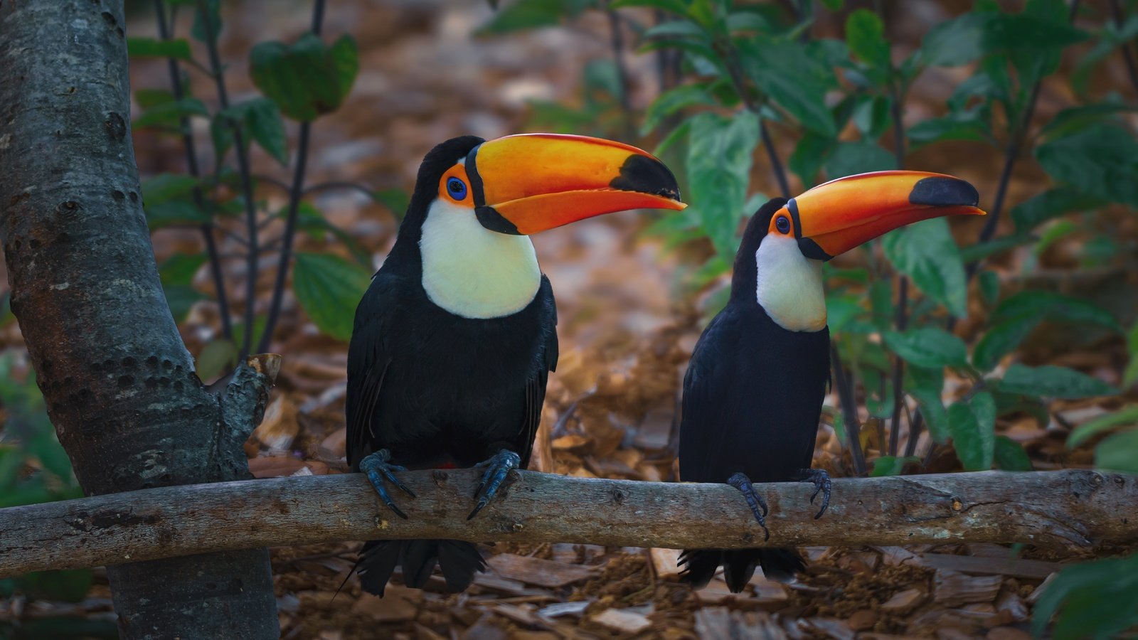 Обои ветка, природа, дерево, птицы, тукан, боке, branch, nature, tree, birds, toucan, bokeh разрешение 7146x4134 Загрузить