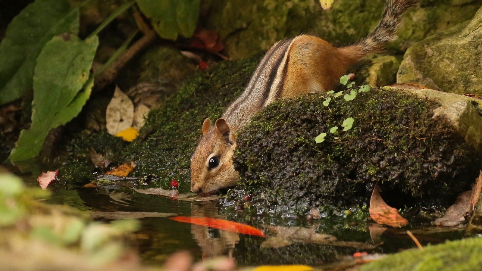 Обои вода, природа, камни, листья, животное, зверек, бурундук, грызун, water, nature, stones, leaves, animal, chipmunk, rodent разрешение 2048x1401 Загрузить