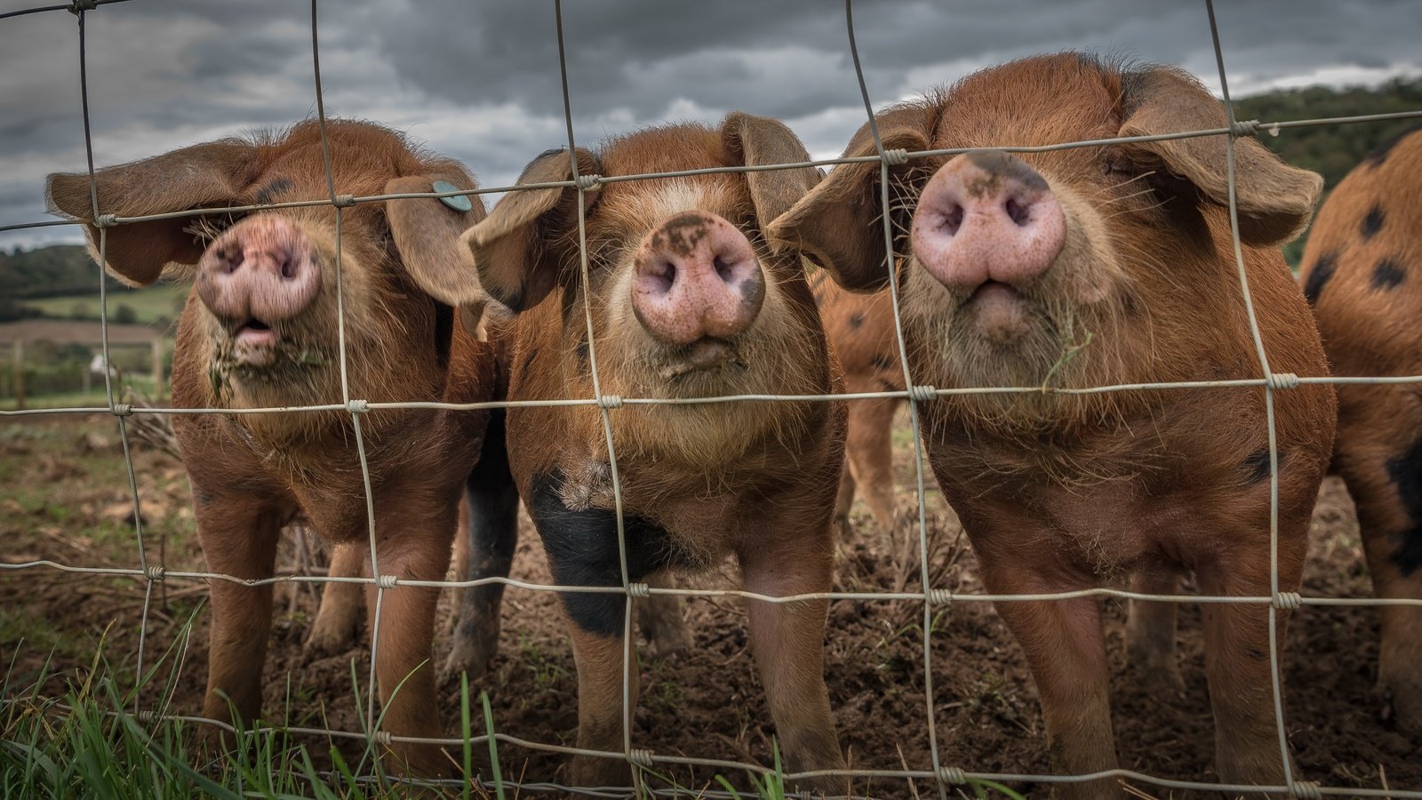 Обои забор, свинья, the fence, pig разрешение 3840x2160 Загрузить